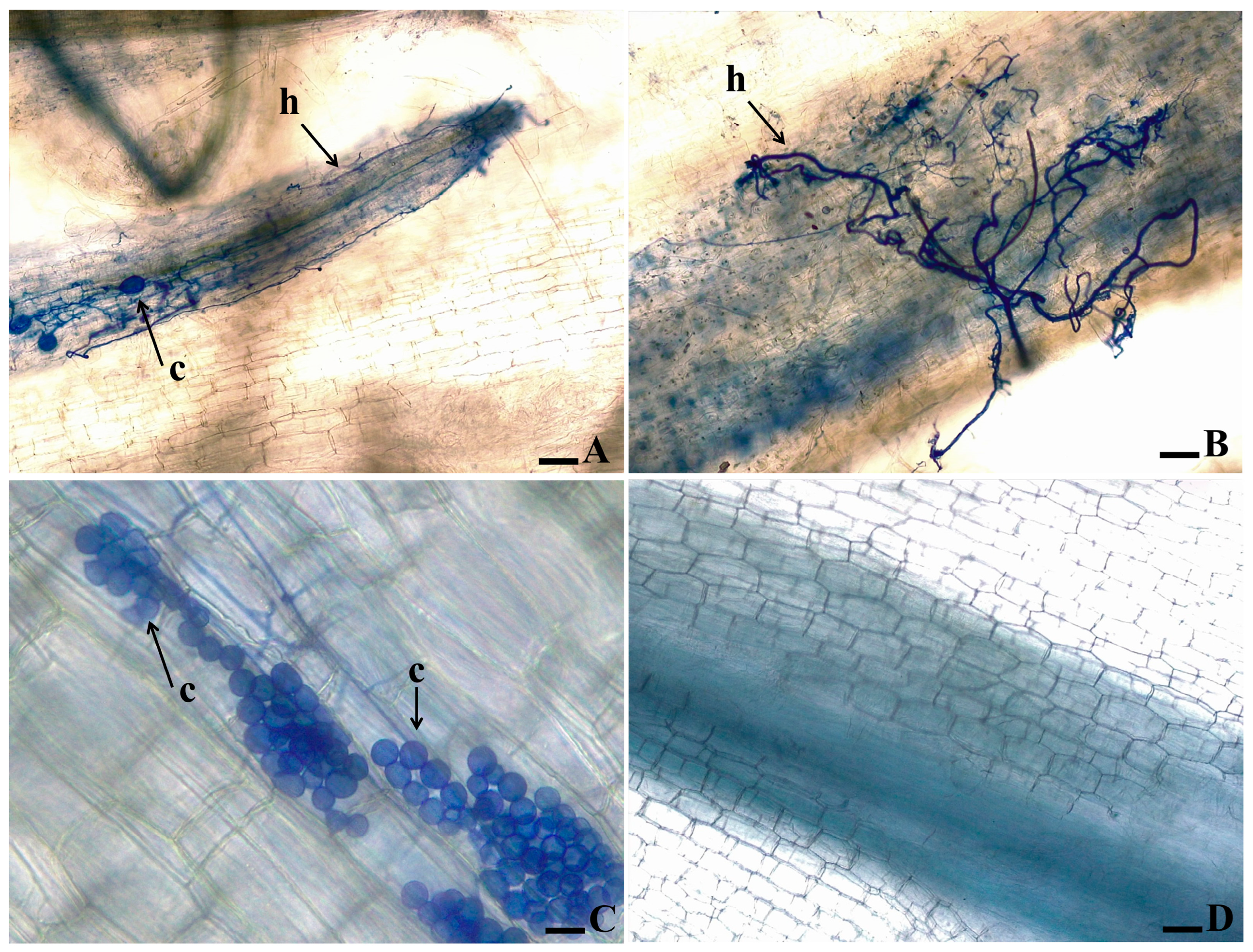 Horticulturae 10 00228 g004