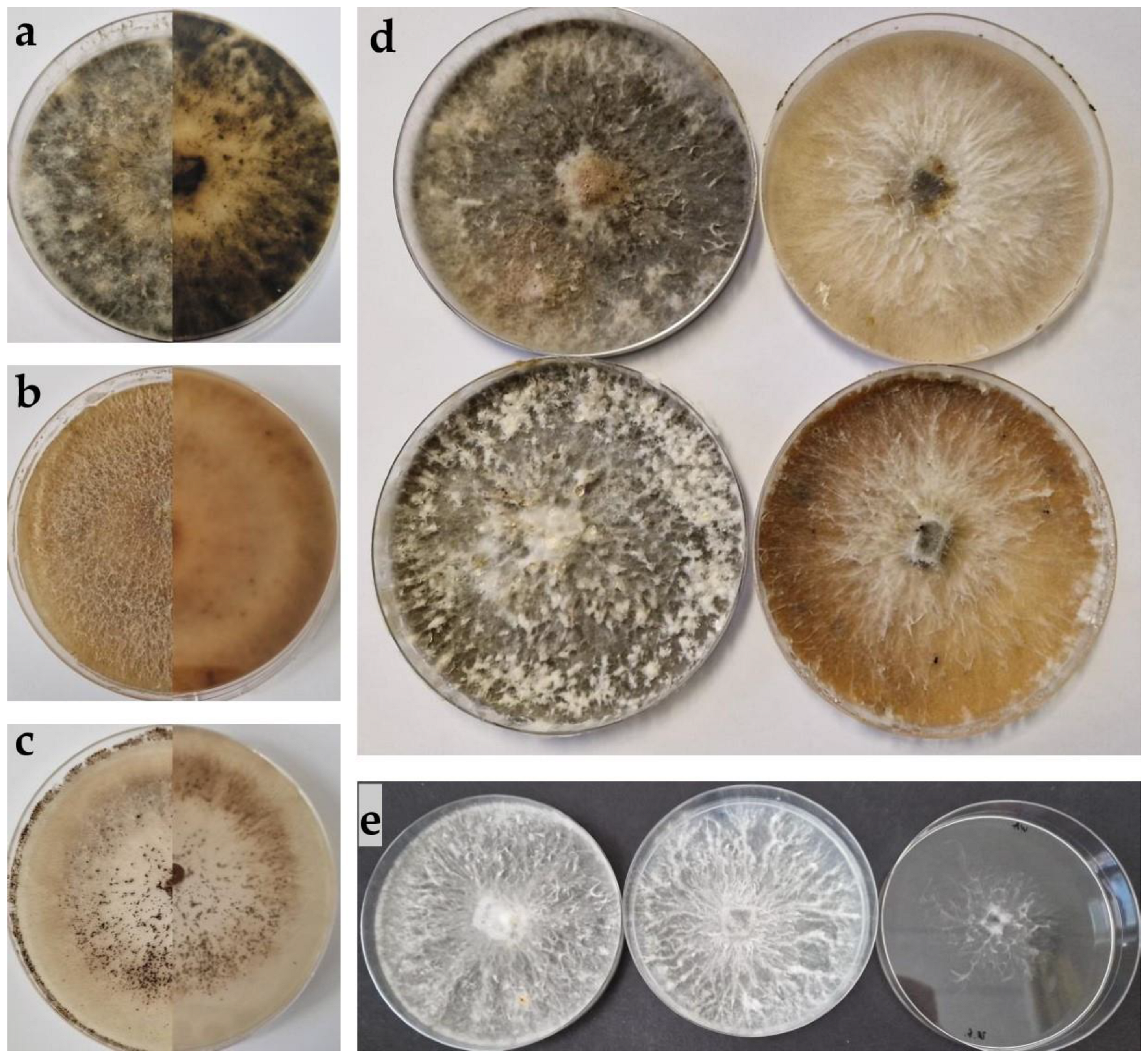Horticulturae 10 00243 g002