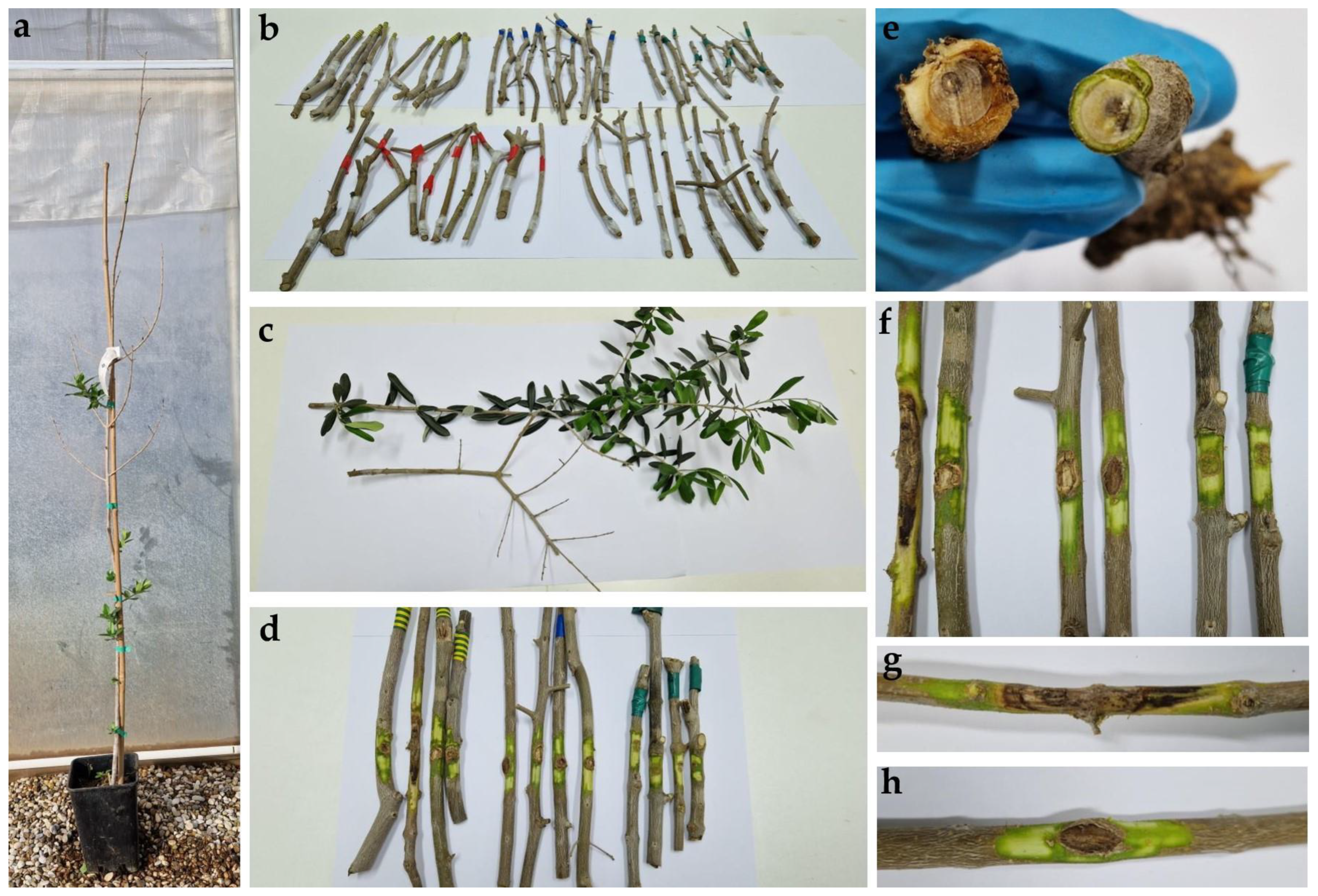 Horticulturae 10 00243 g008