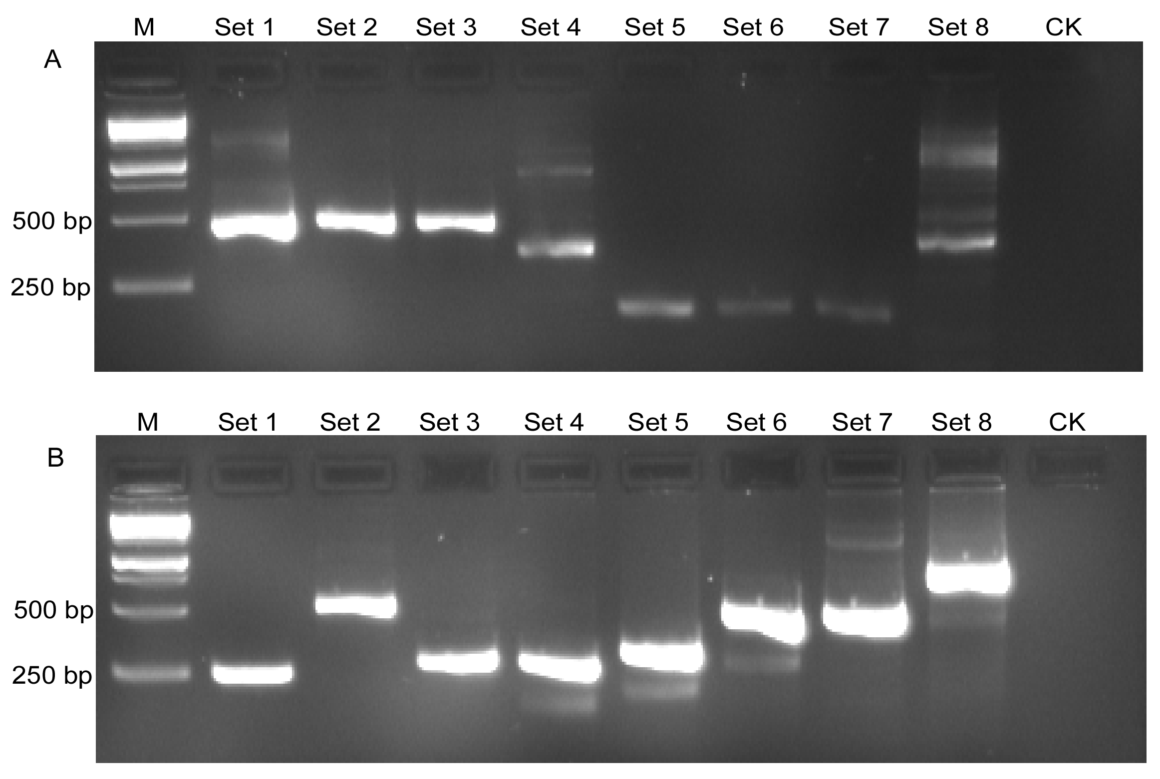 Horticulturae 10 00250 g002