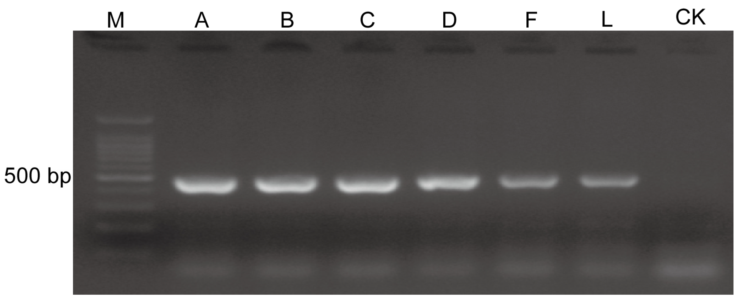 Horticulturae 10 00250 g005