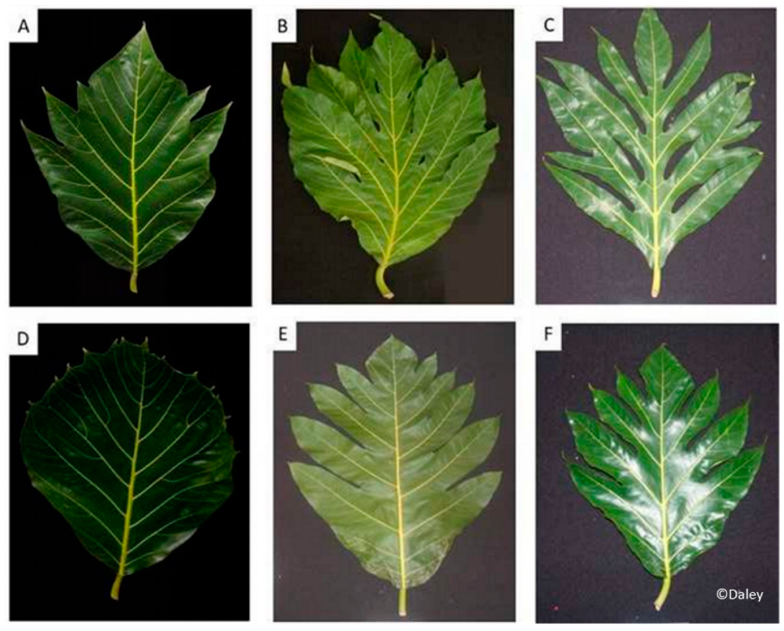 Horticulturae 10 00253 g001