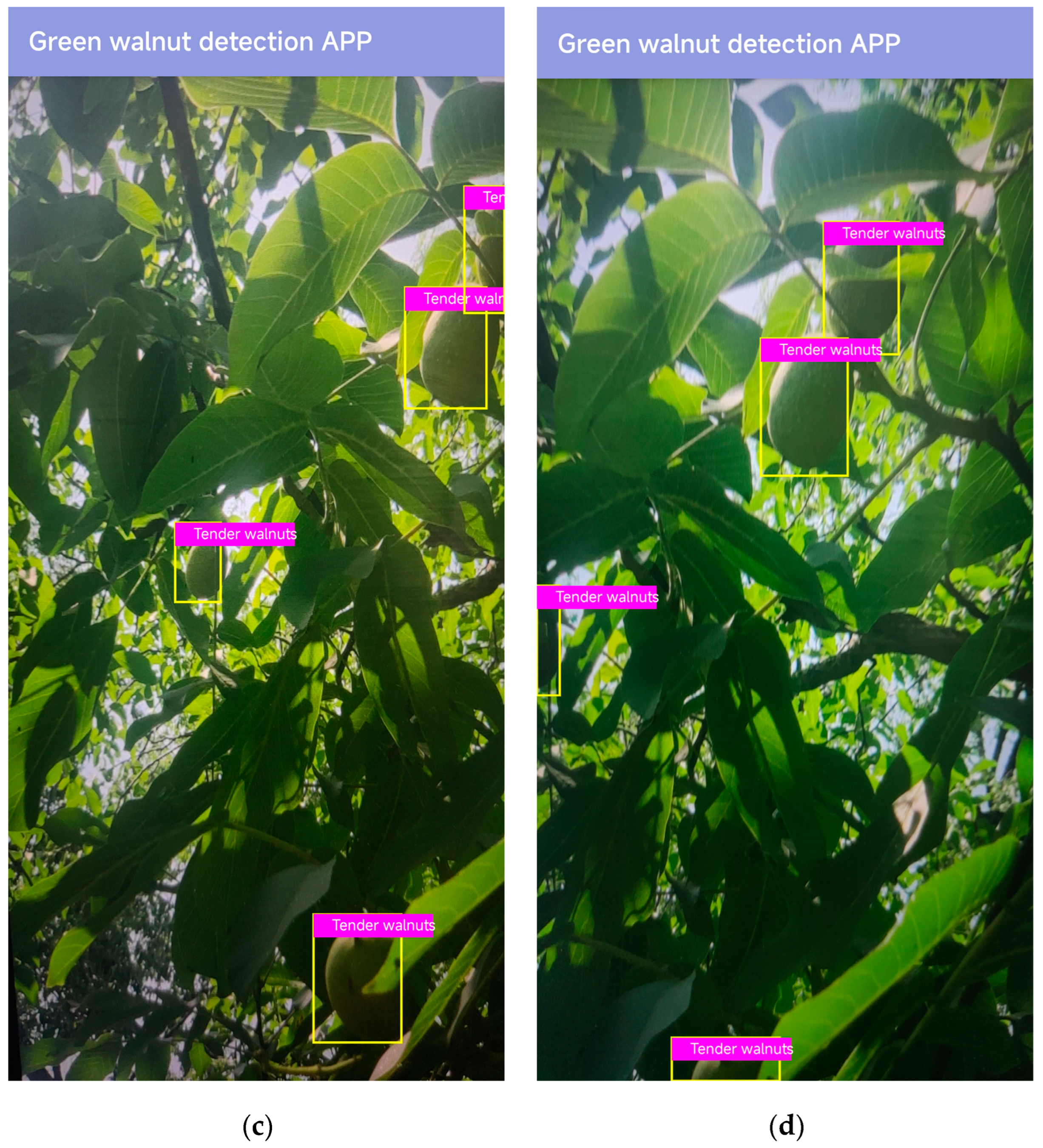 Horticulturae 10 00275 g012b