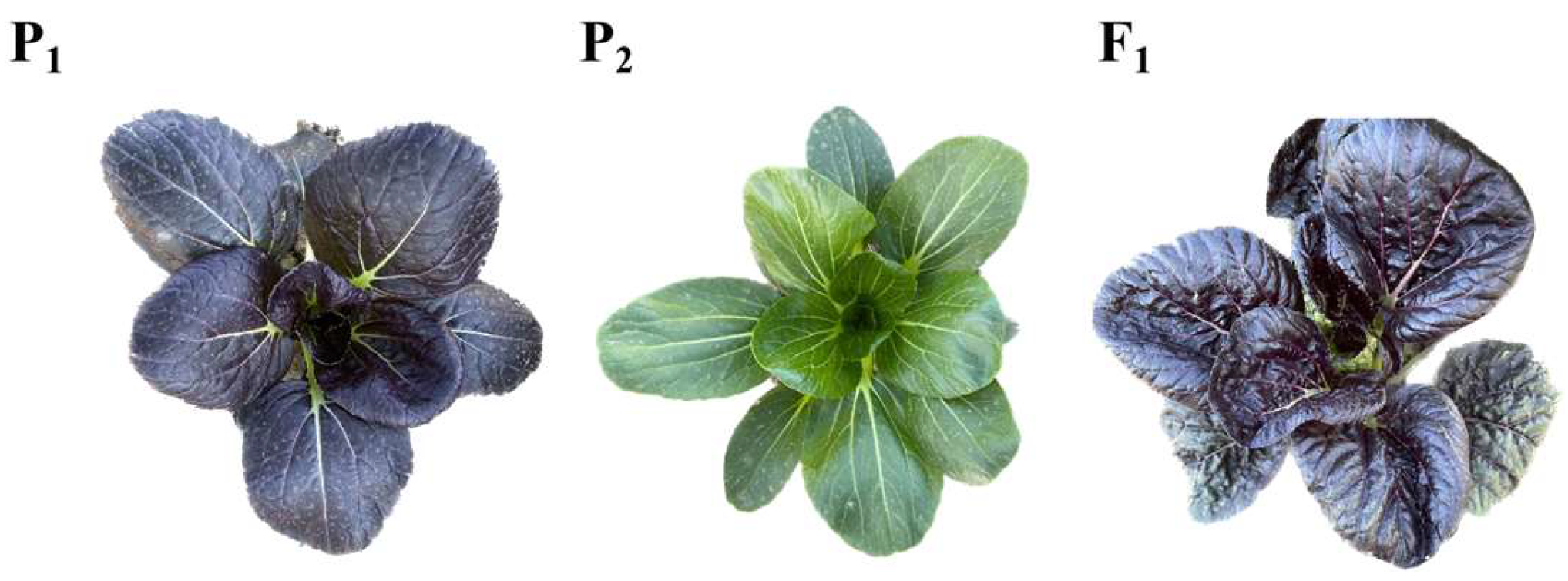 Horticulturae 10 00276 g001