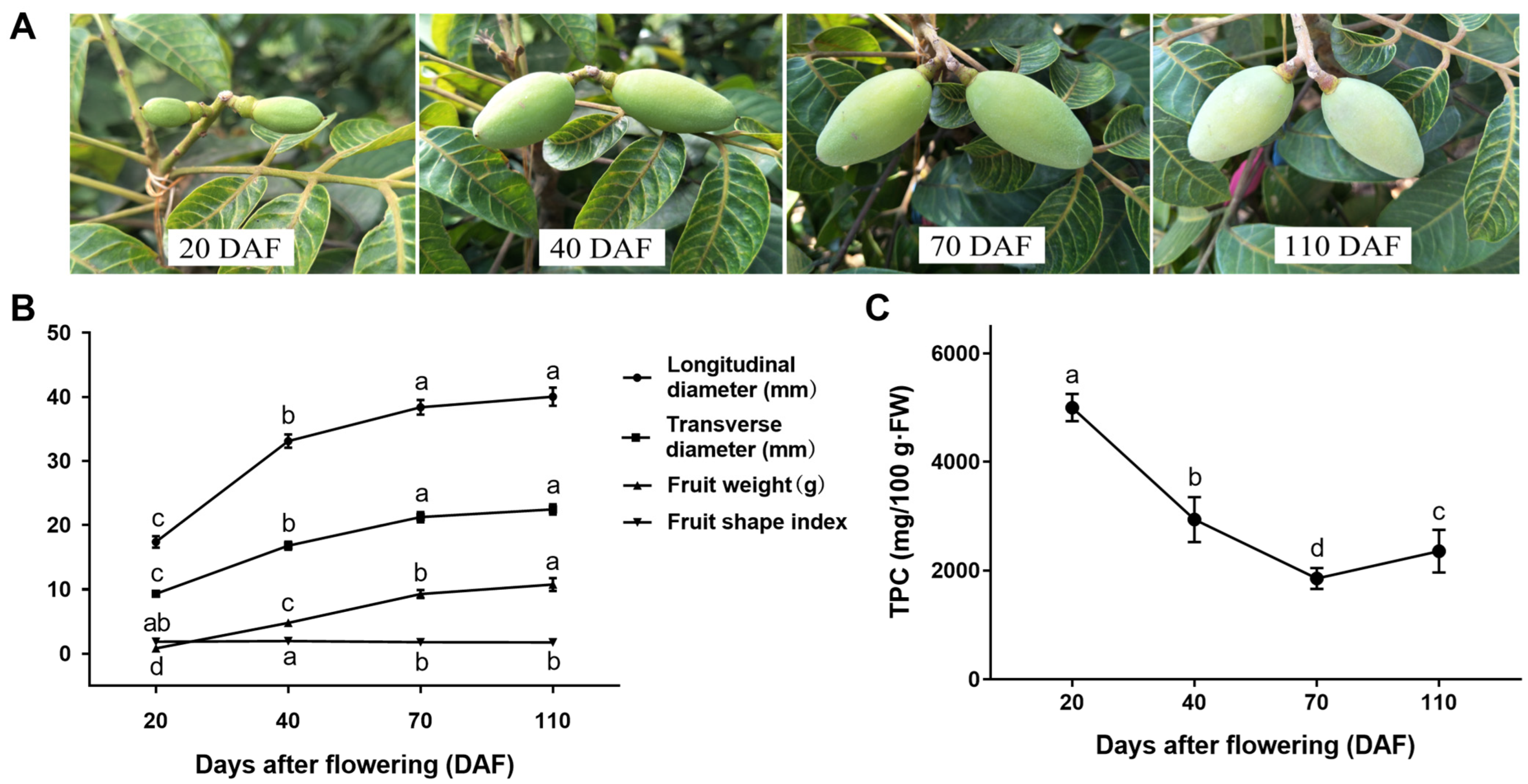 Horticulturae 10 00293 g001