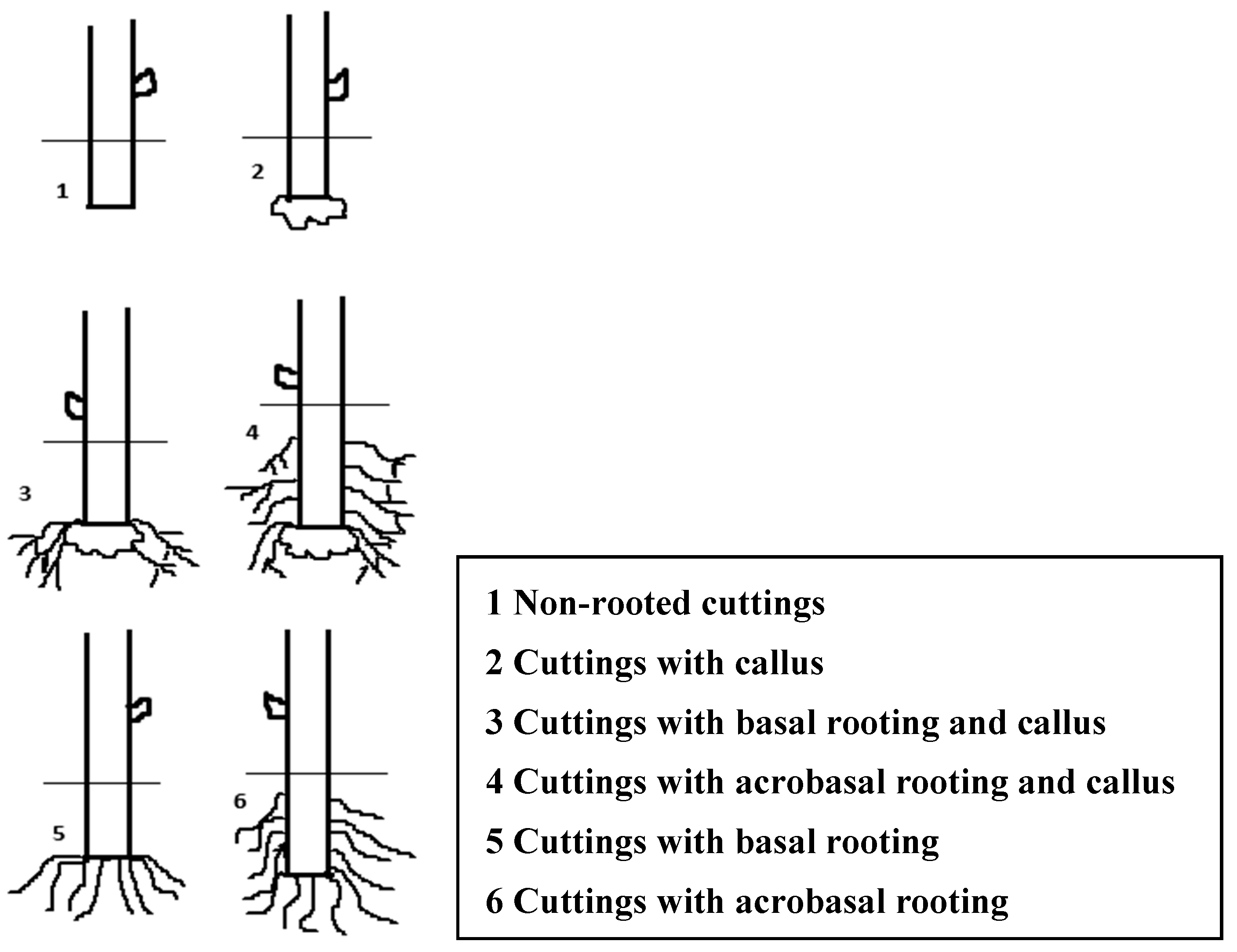 Horticulturae 10 00296 g001 Horticulturae 10 00296 g001