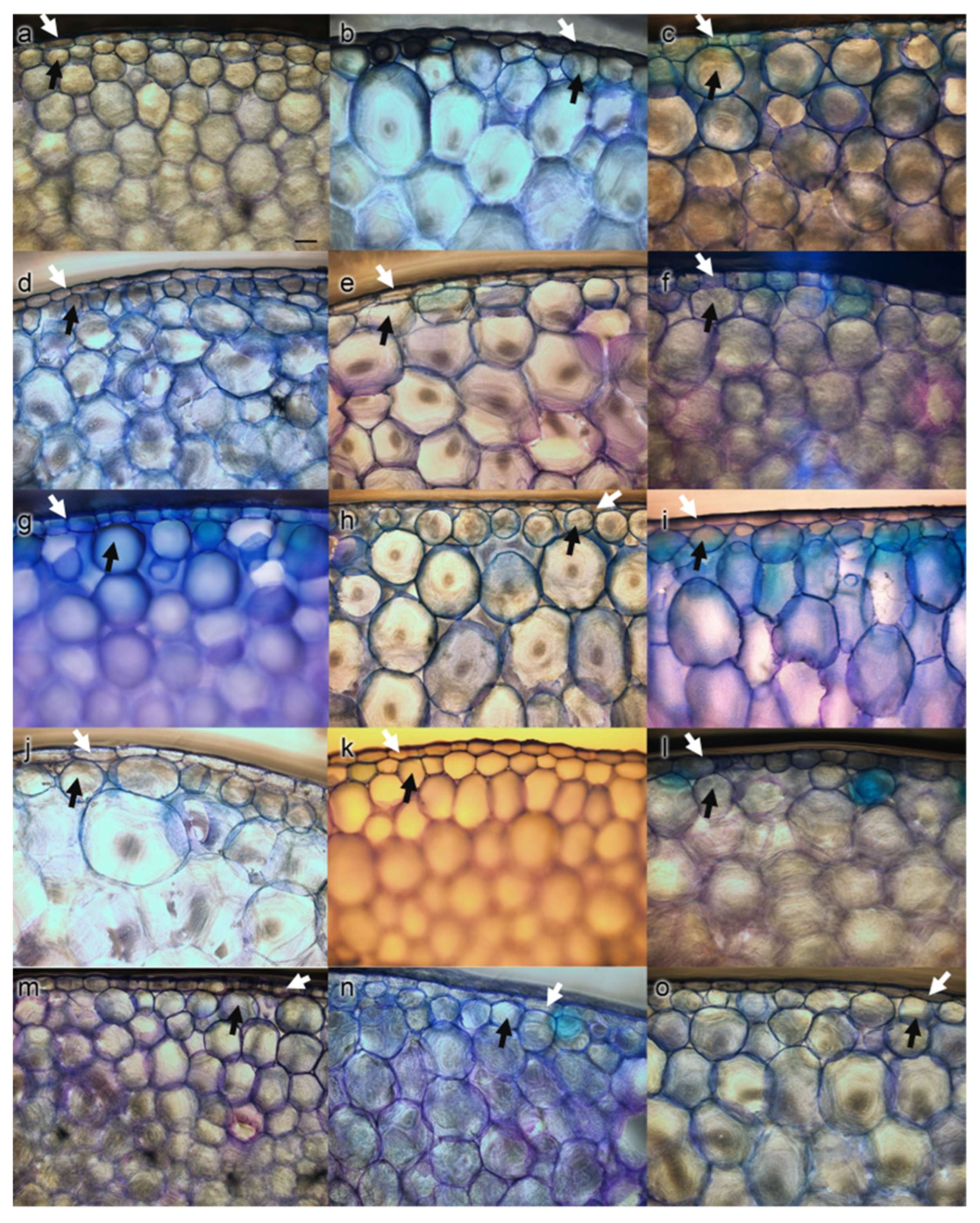 Horticulturae 10 00308 g002