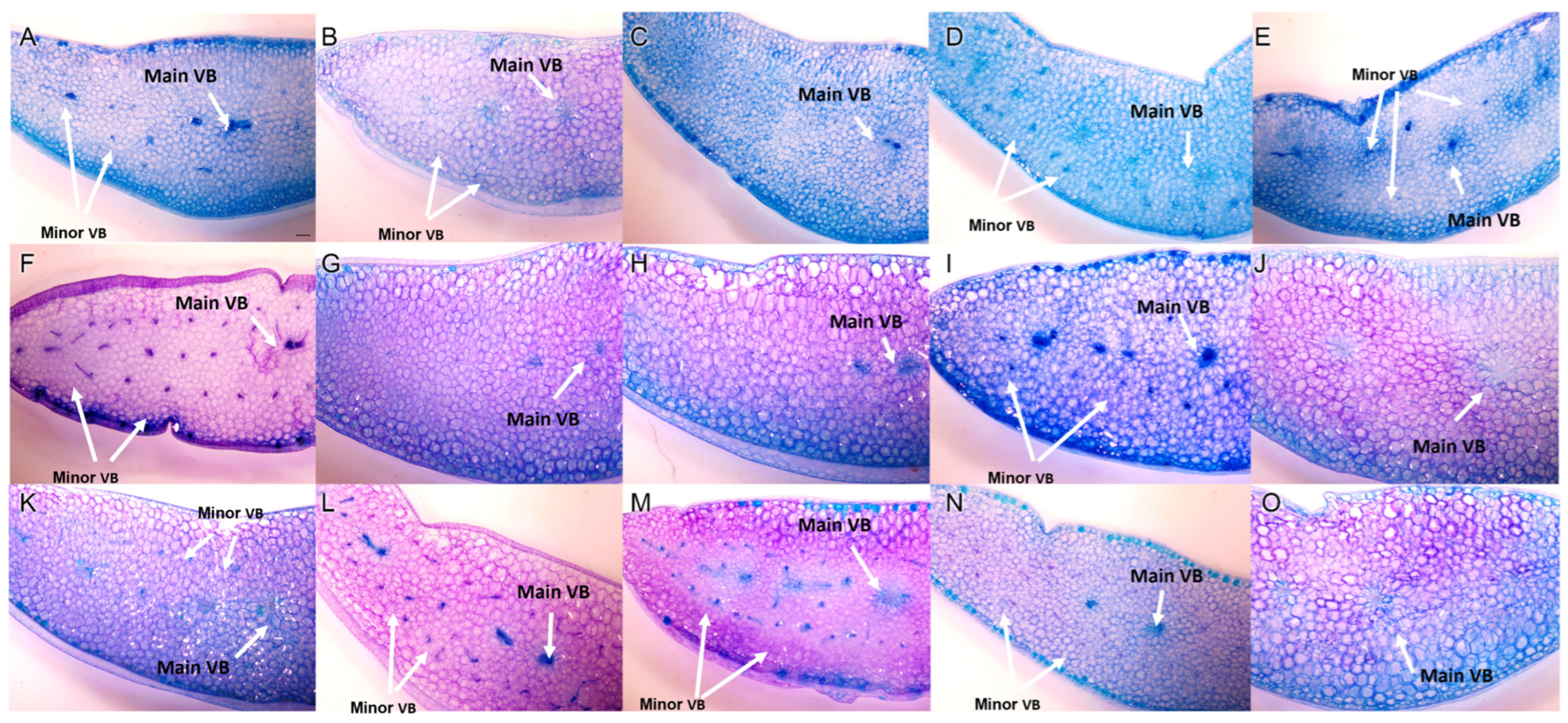 Horticulturae 10 00308 g005