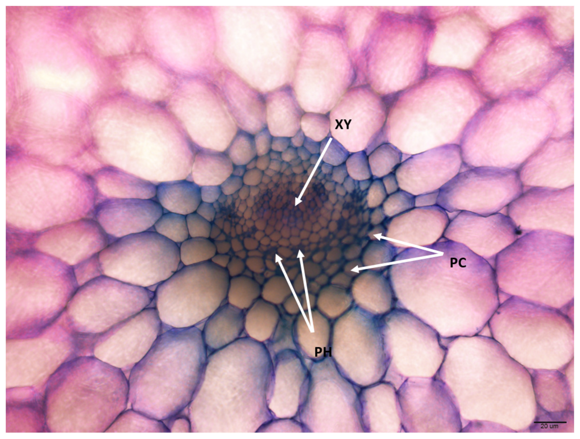 Horticulturae 10 00308 g007