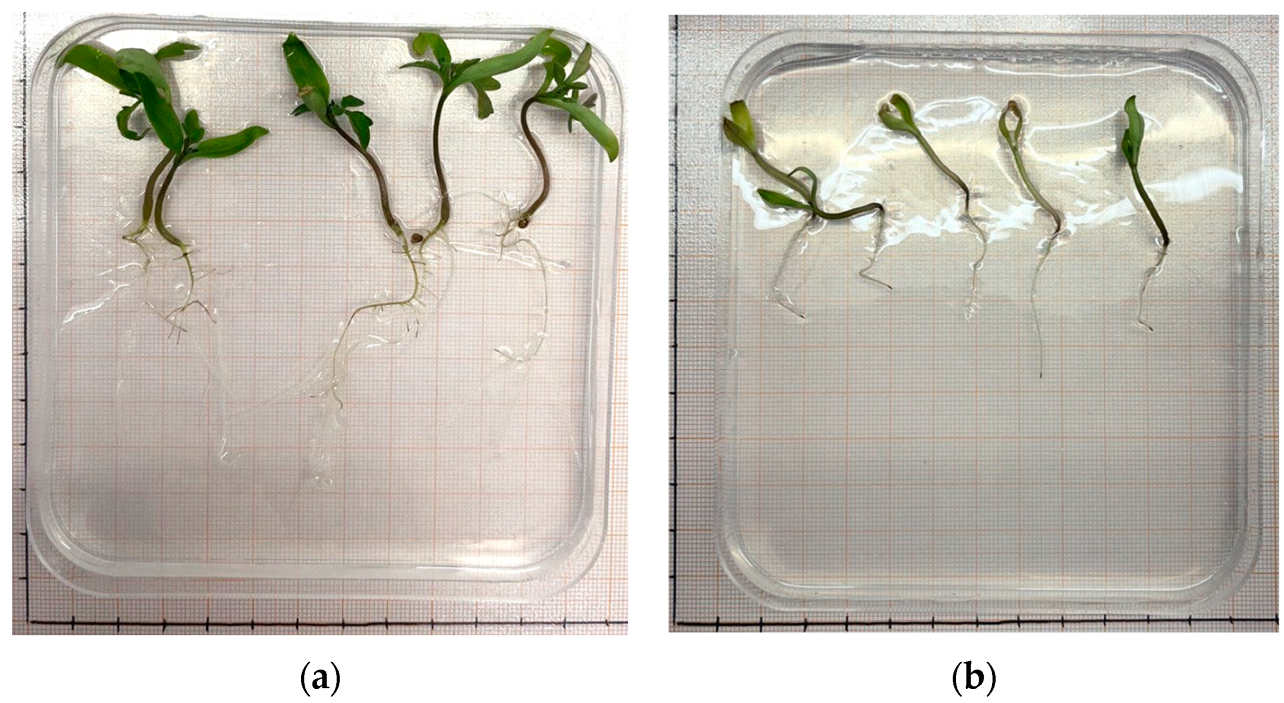 Horticulturae 10 00322 g005