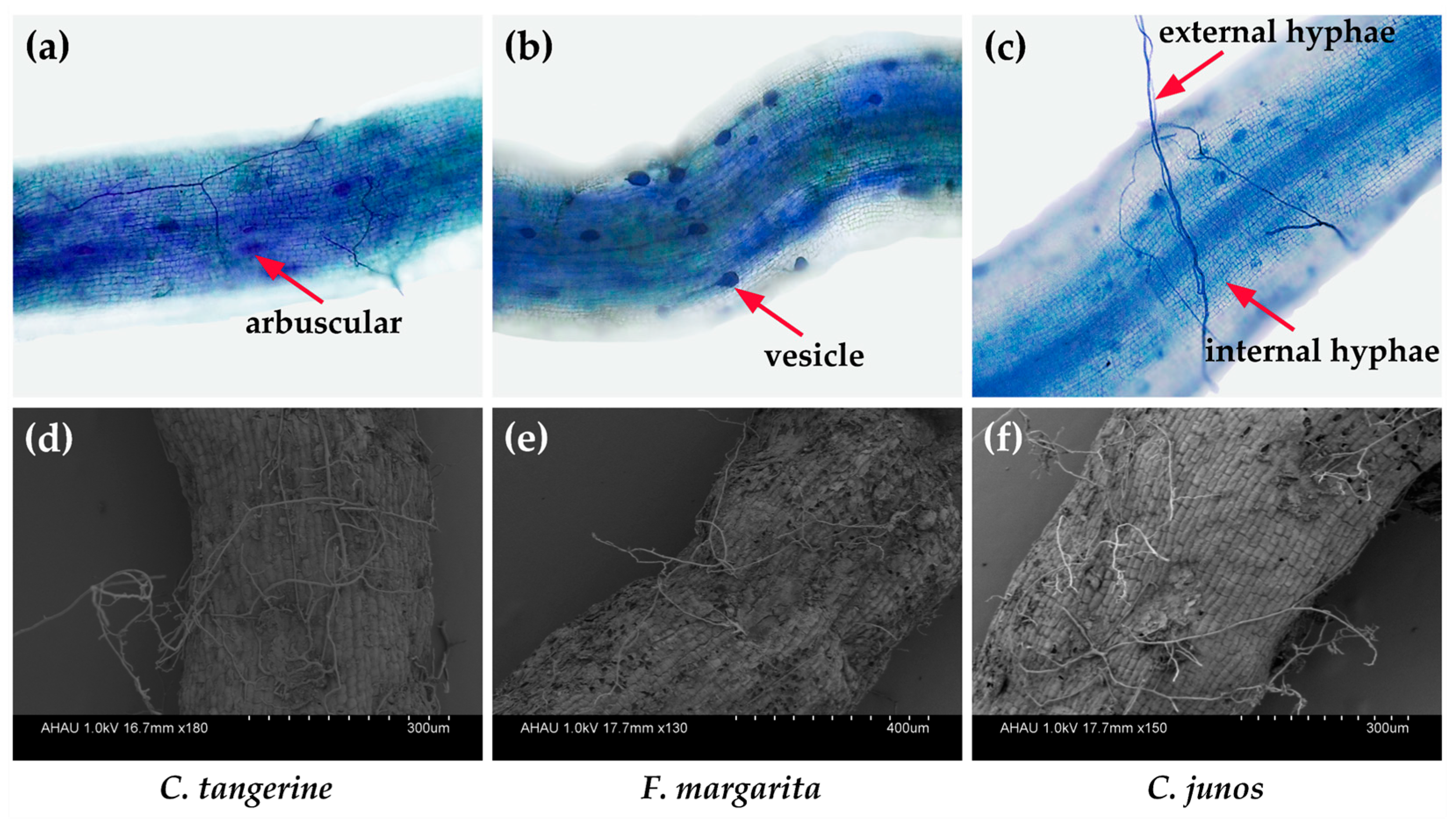 Horticulturae 10 00339 g001