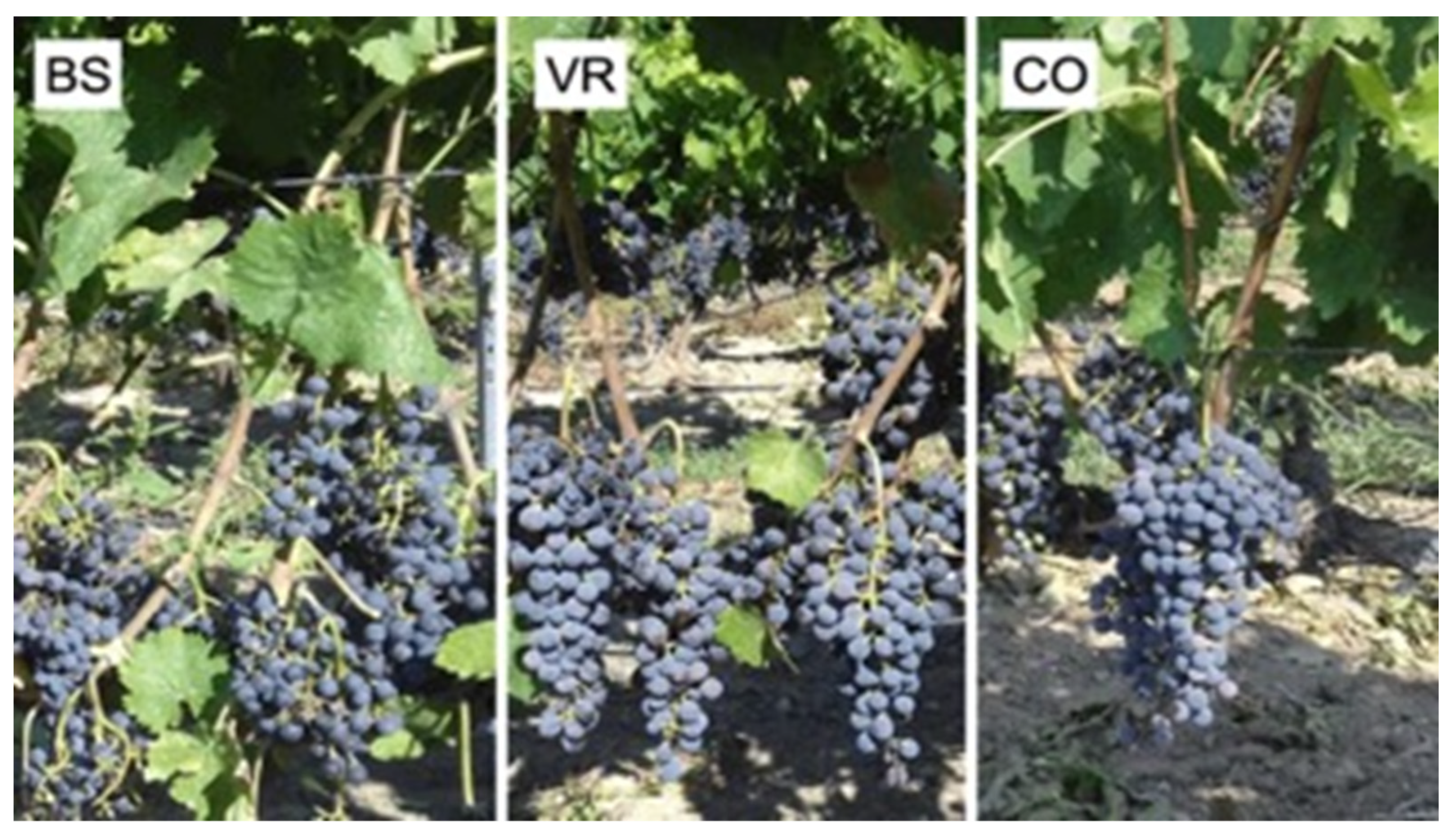 Horticulturae 10 00340 g004