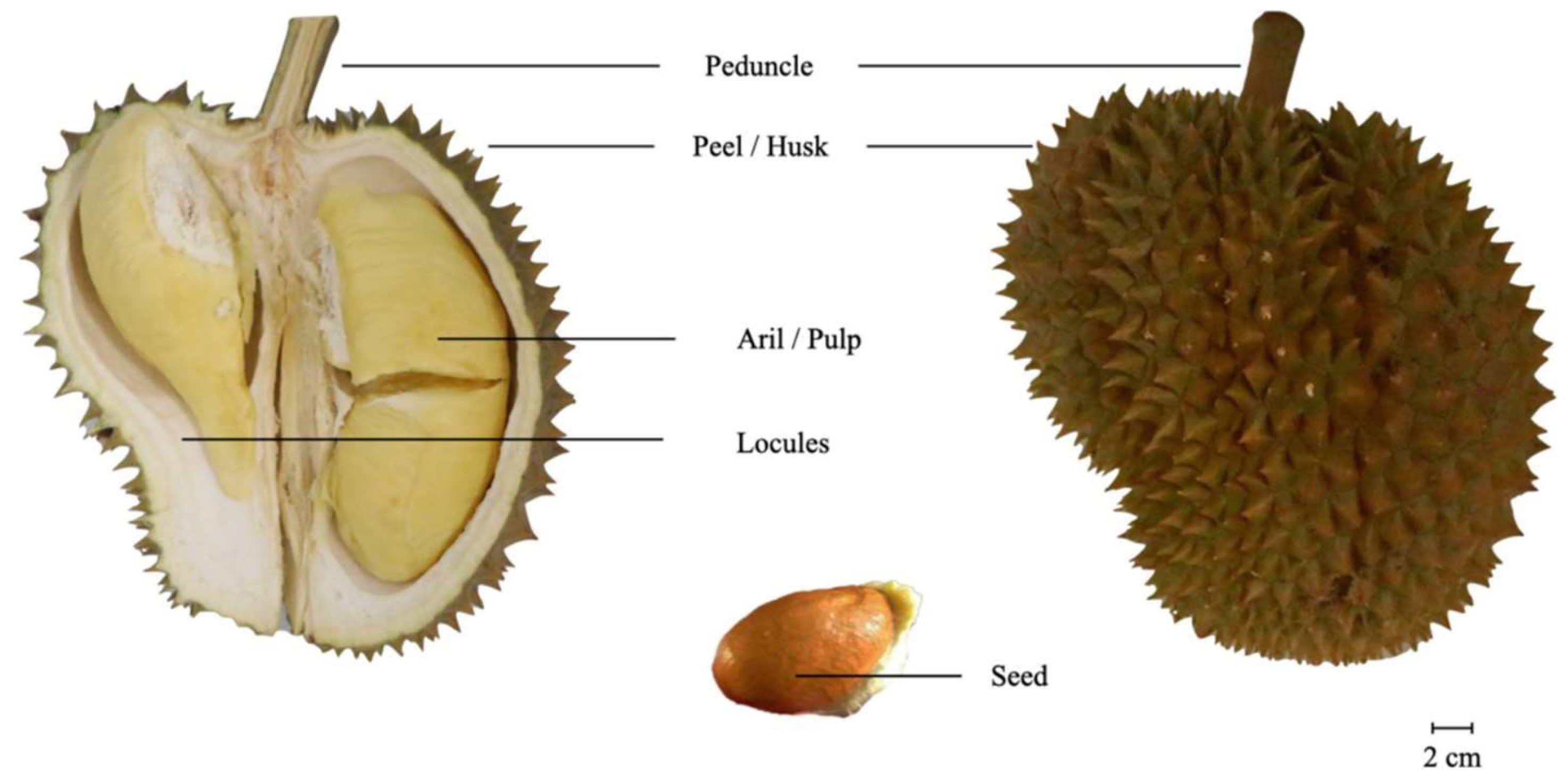 Horticulturae 10 00342 g001