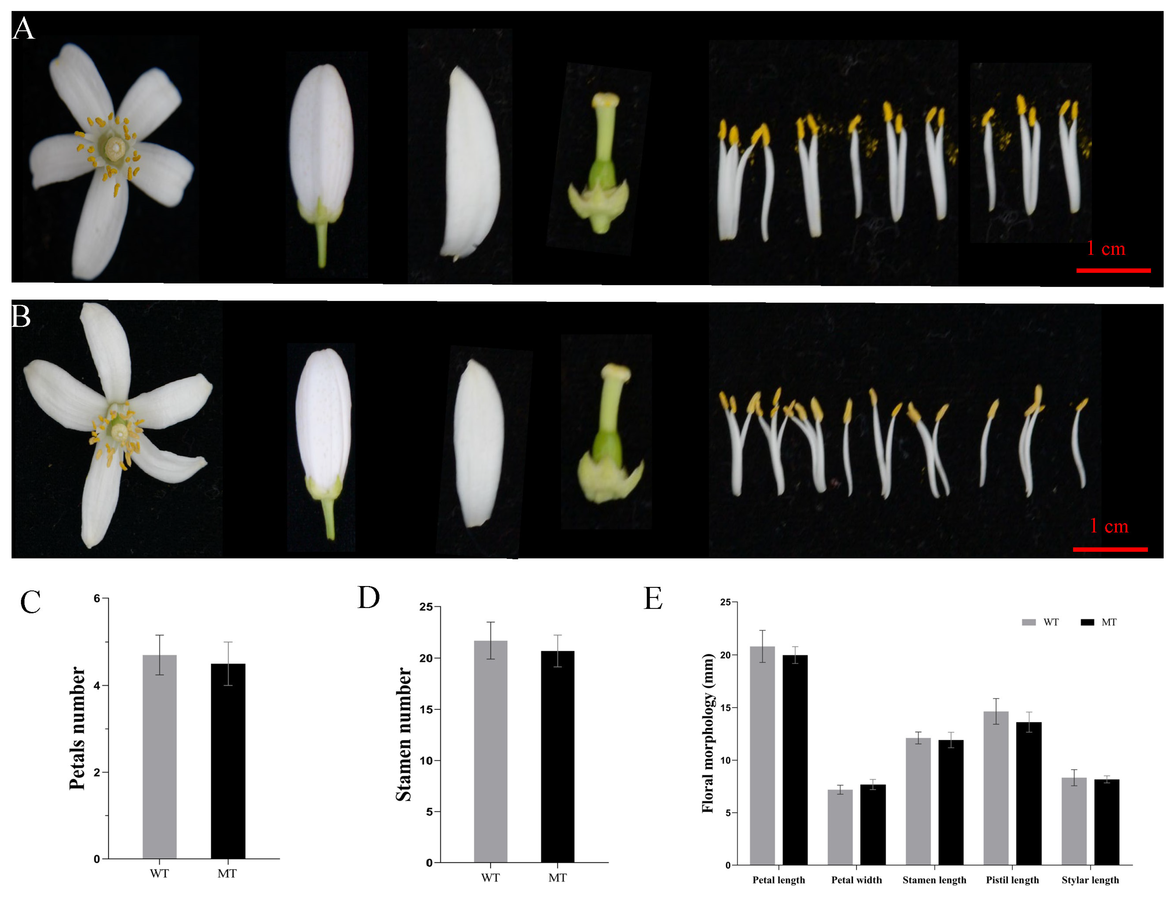Horticulturae 10 00350 g003 Horticulturae 10 00350 g003