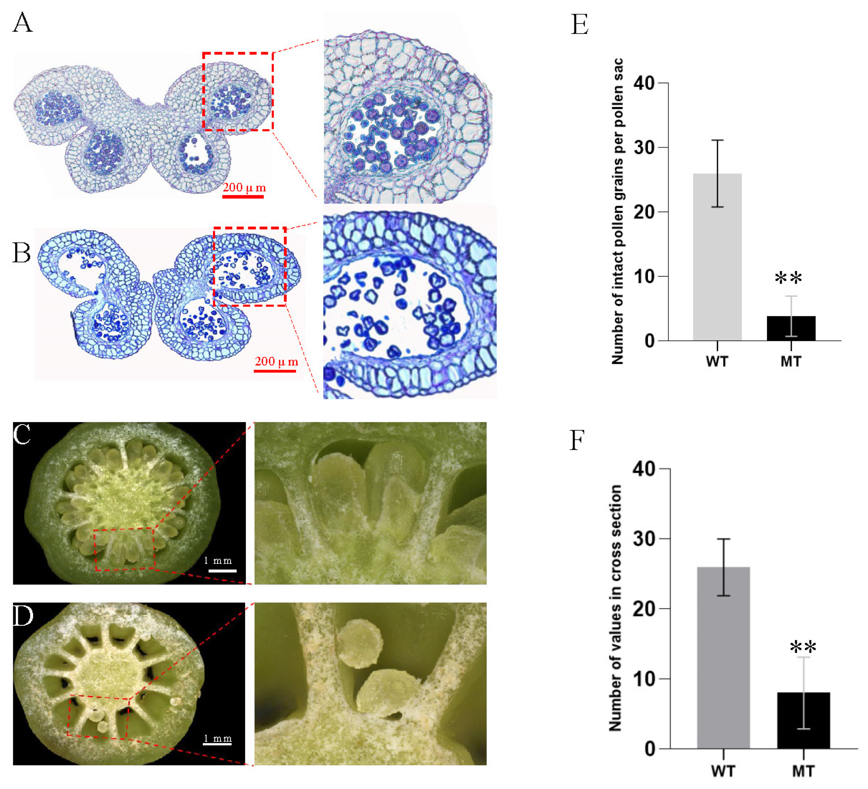 Horticulturae 10 00350 g004 Horticulturae 10 00350 g004