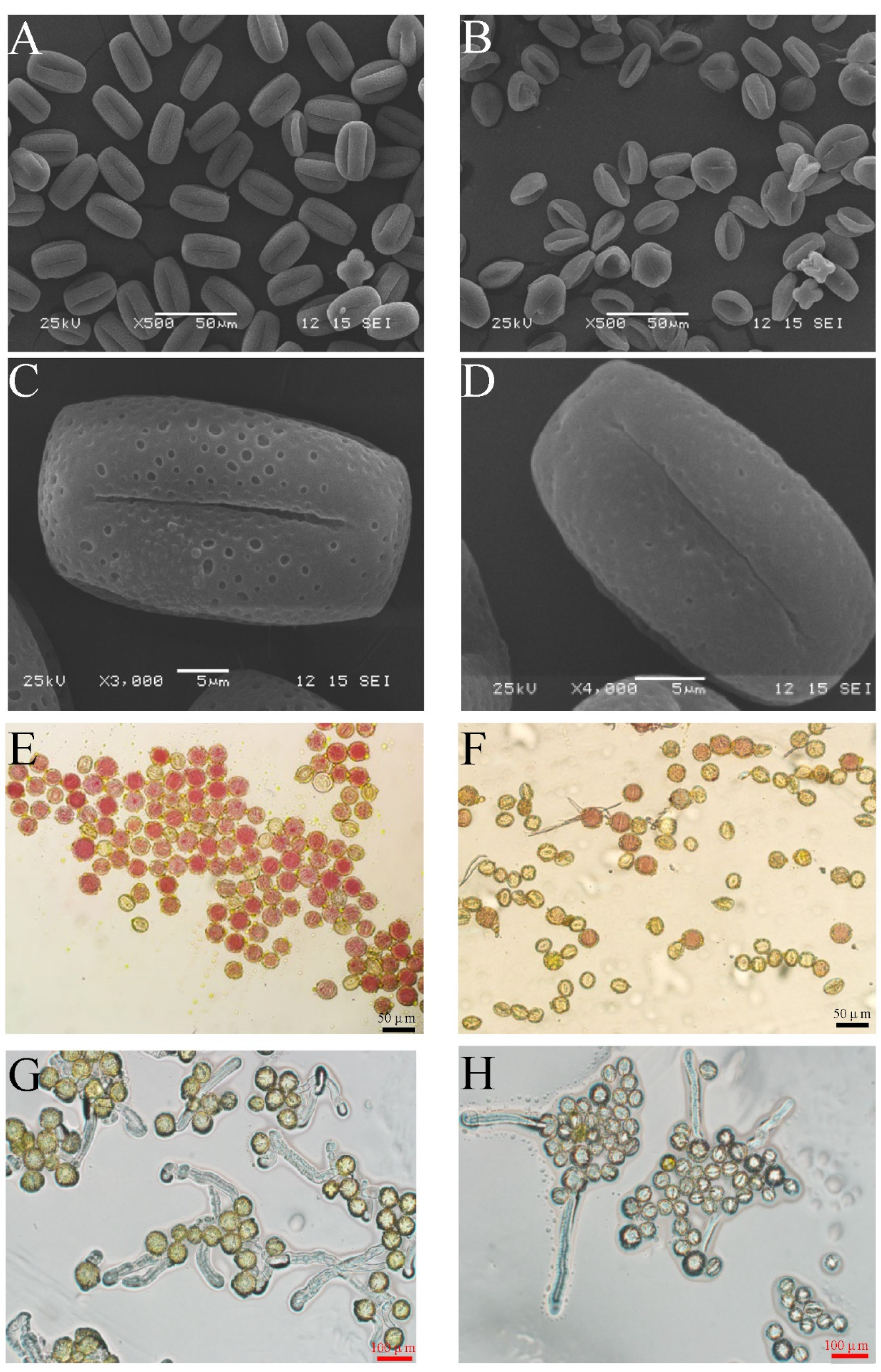 Horticulturae 10 00350 g005 Horticulturae 10 00350 g005