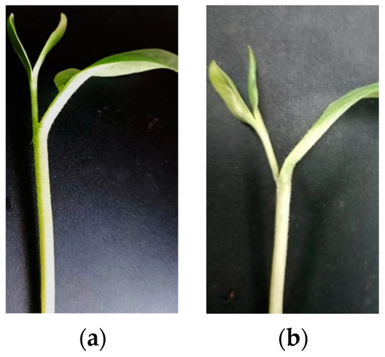 Horticulturae 10 00365 g0a6