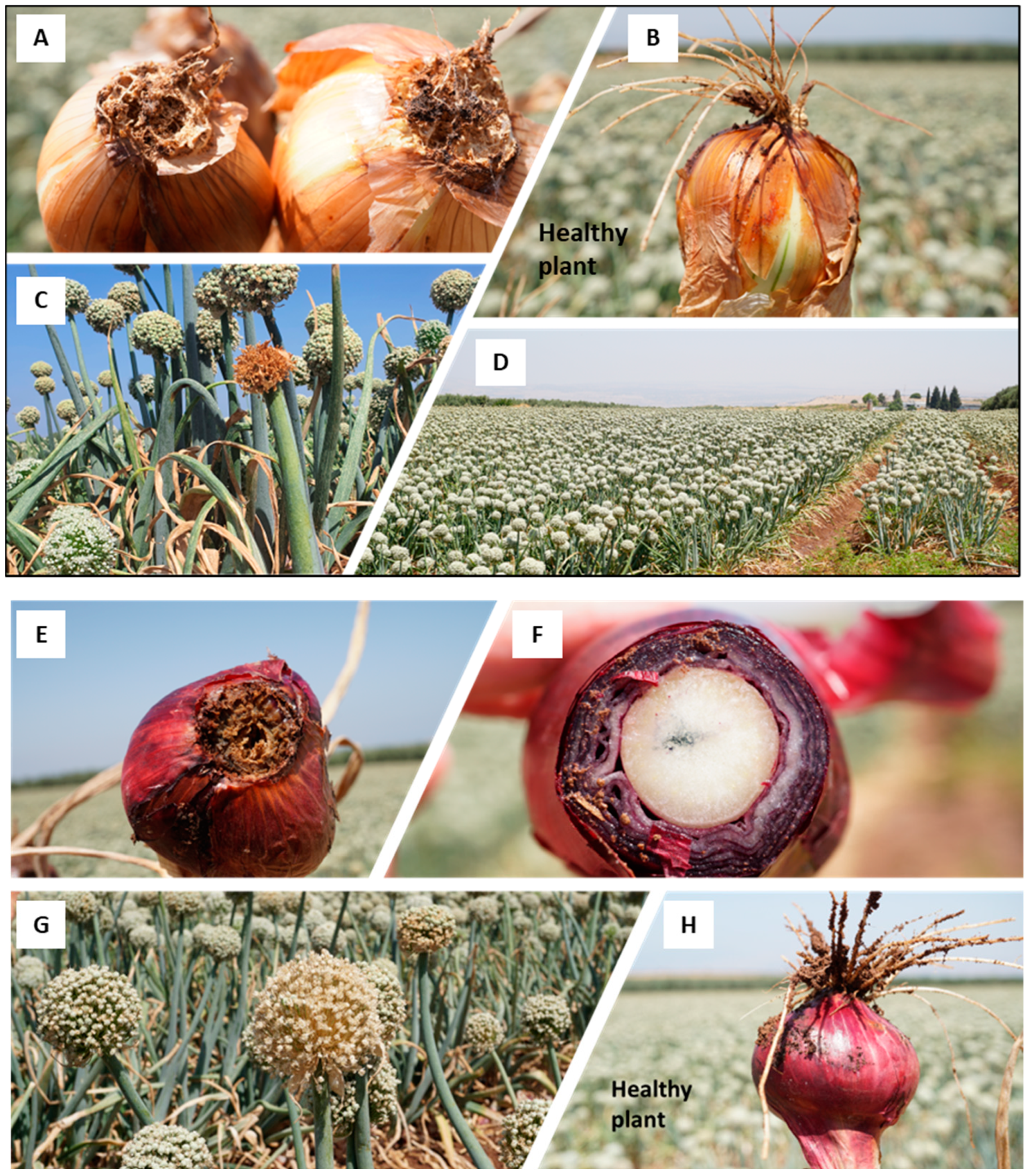 Horticulturae 10 00373 g002