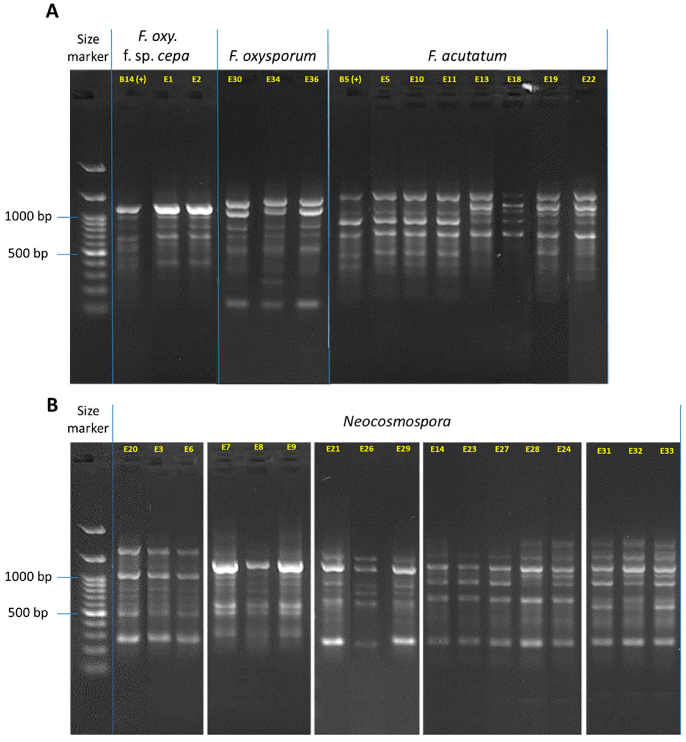 Horticulturae 10 00373 g005