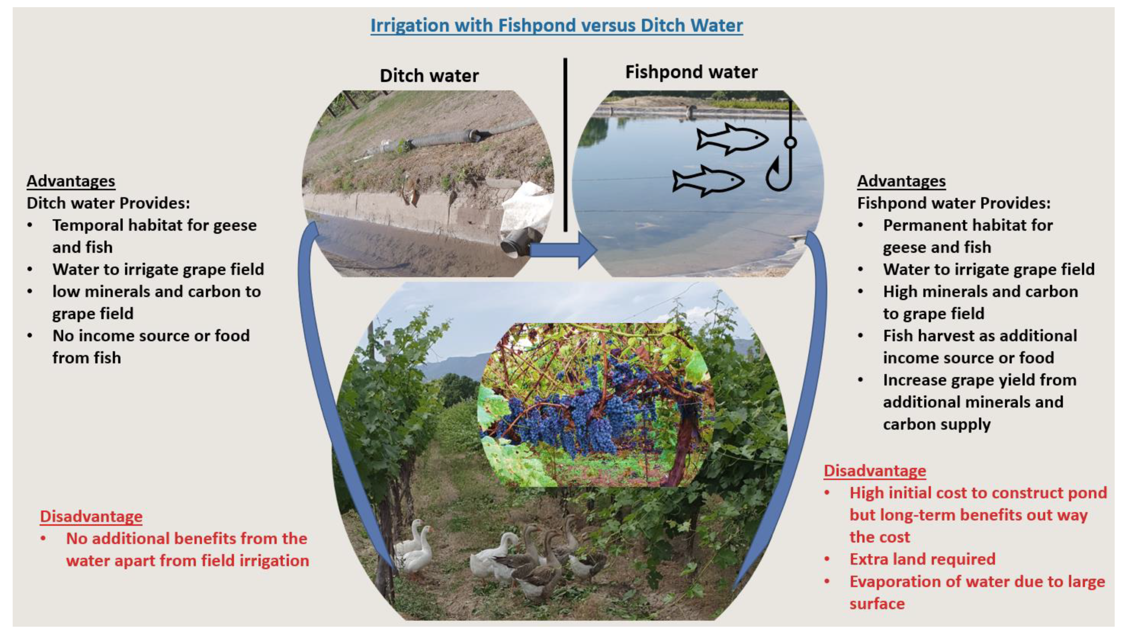 Horticulturae 10 00390 g003