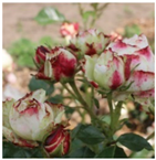 Horticulturae 10 00401 i003