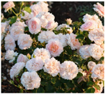 Horticulturae 10 00401 i006