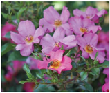 Horticulturae 10 00401 i008