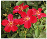 Horticulturae 10 00401 i009