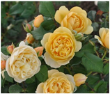 Horticulturae 10 00401 i010