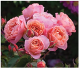 Horticulturae 10 00401 i011