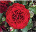 Horticulturae 10 00401 i022