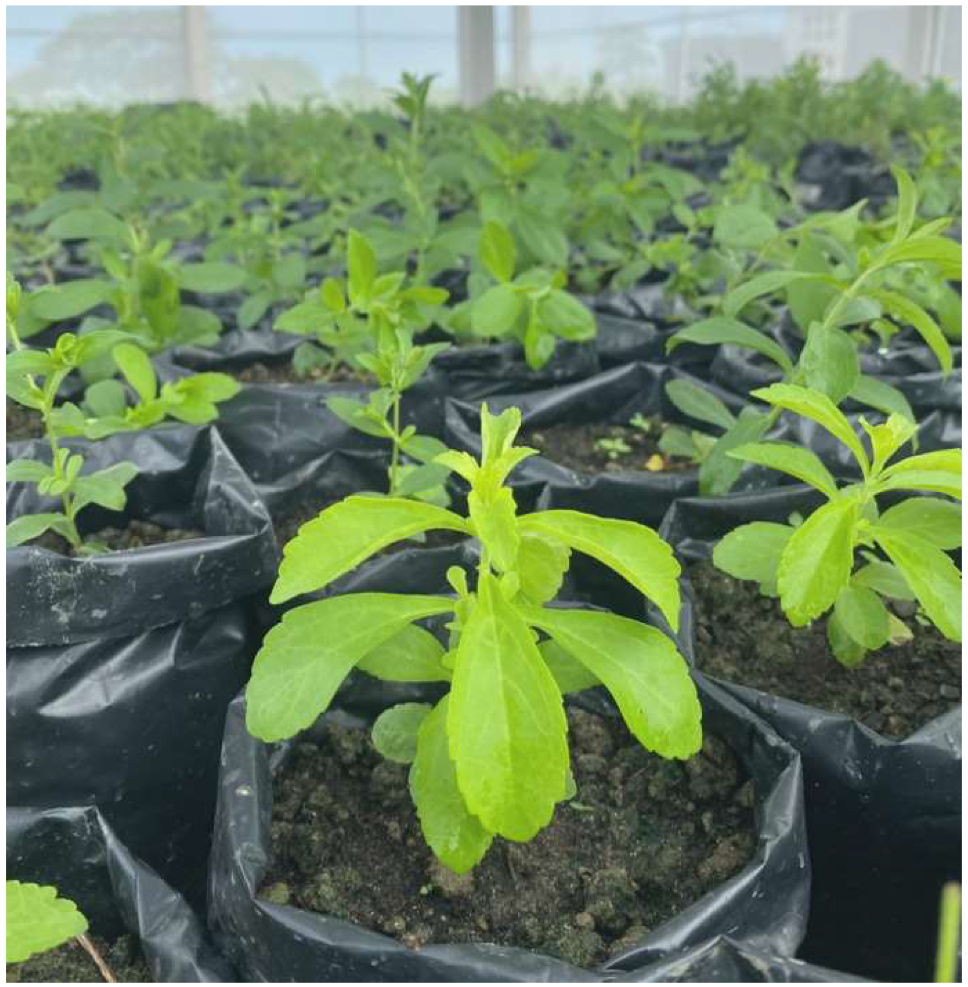 Horticulturae 10 00404 g006