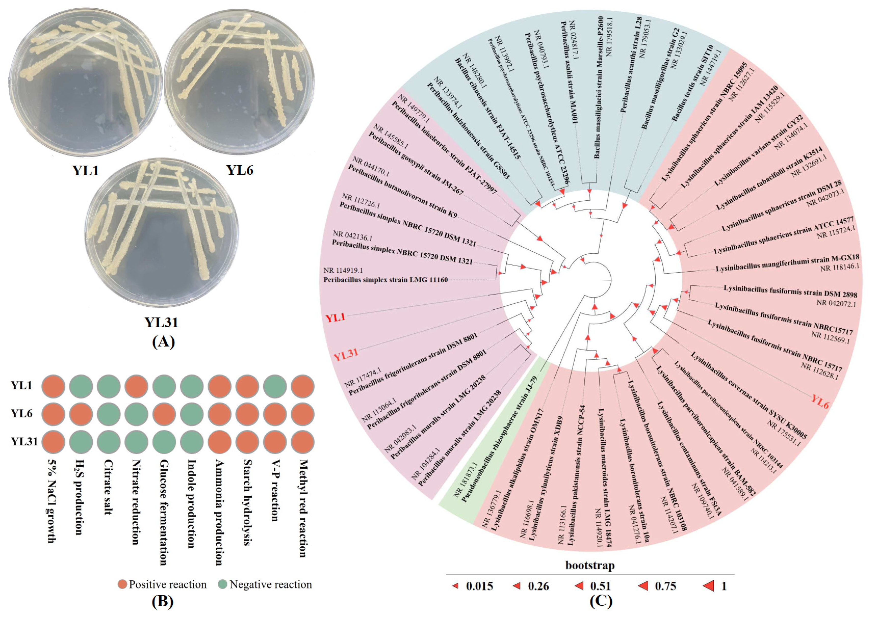 Horticulturae 10 00407 g001