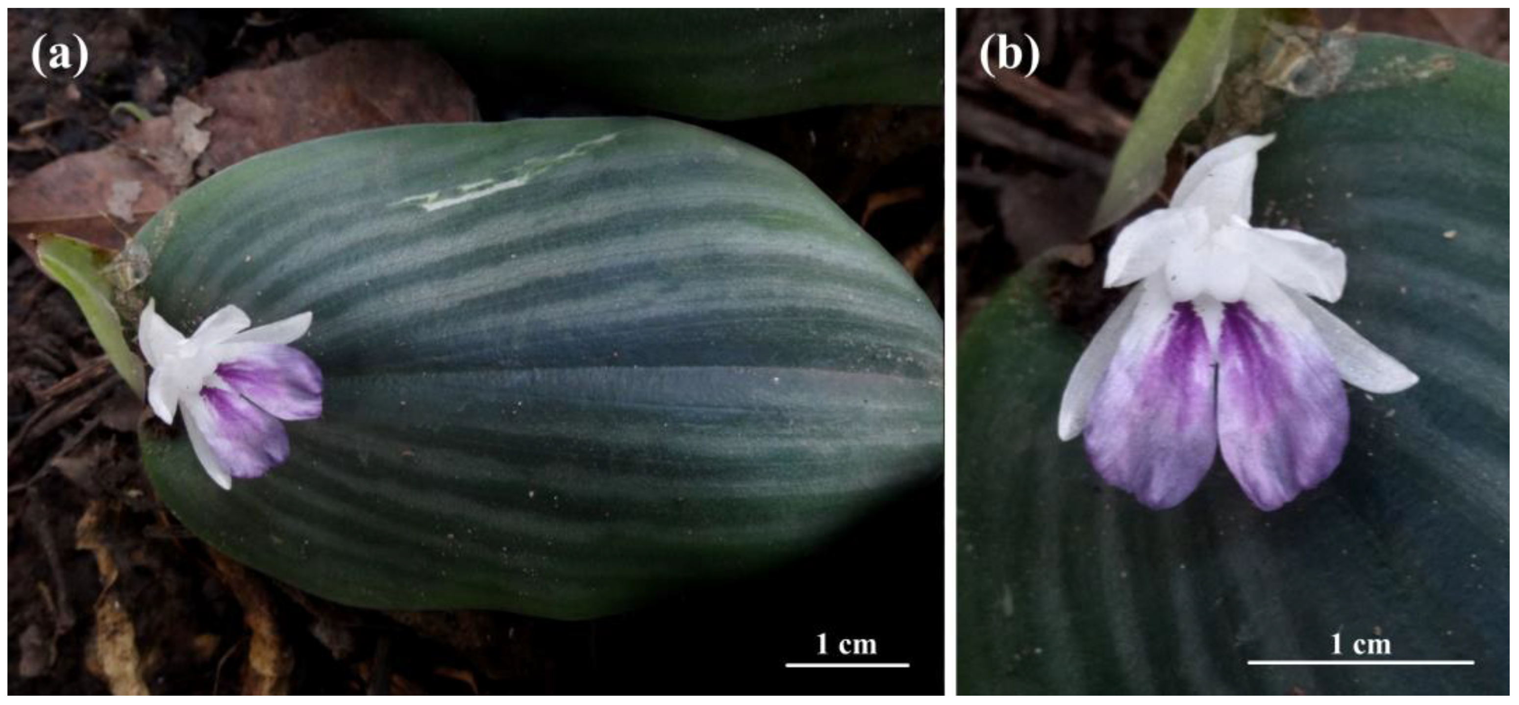 Horticulturae 10 00430 g002