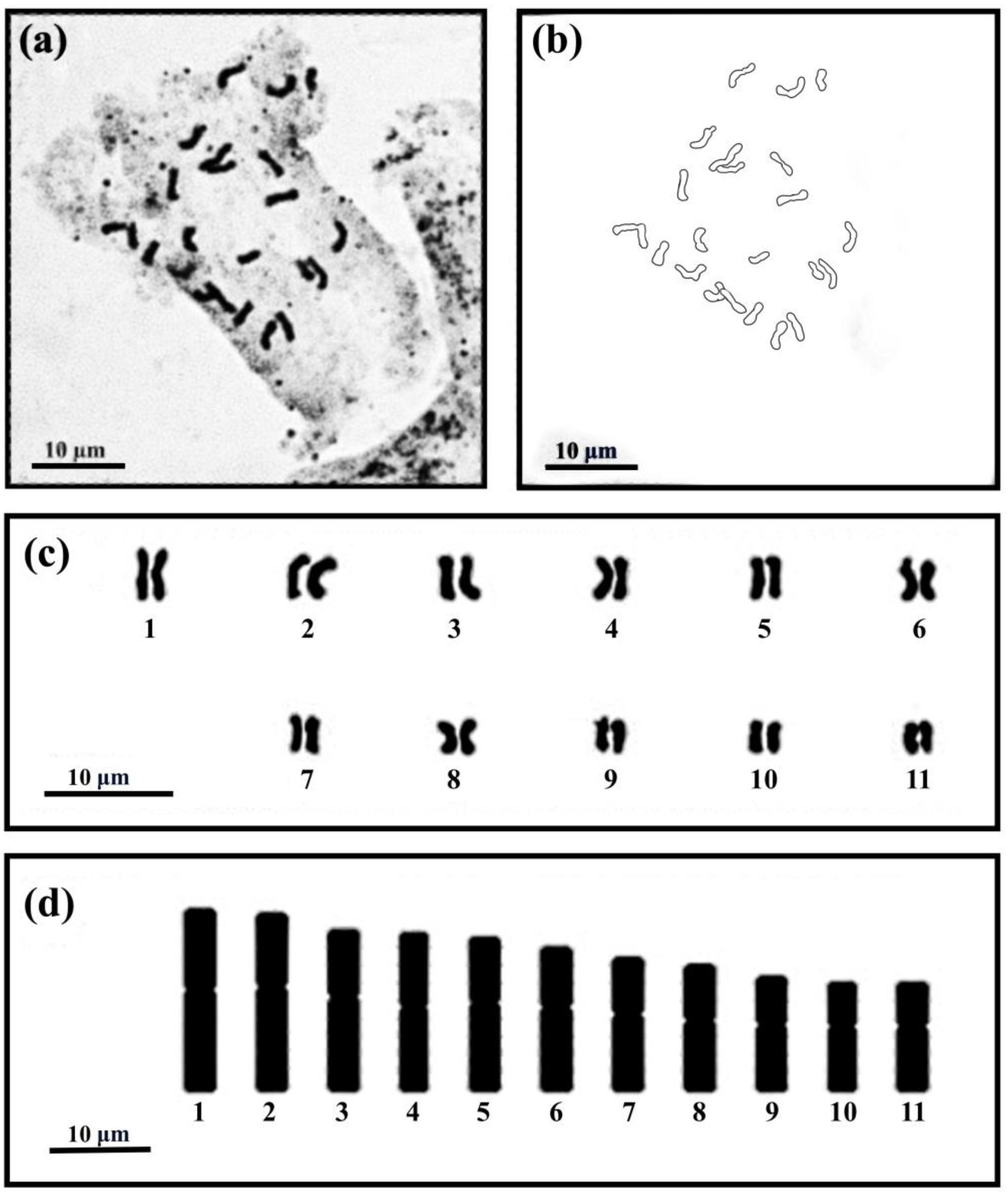 Horticulturae 10 00430 g004