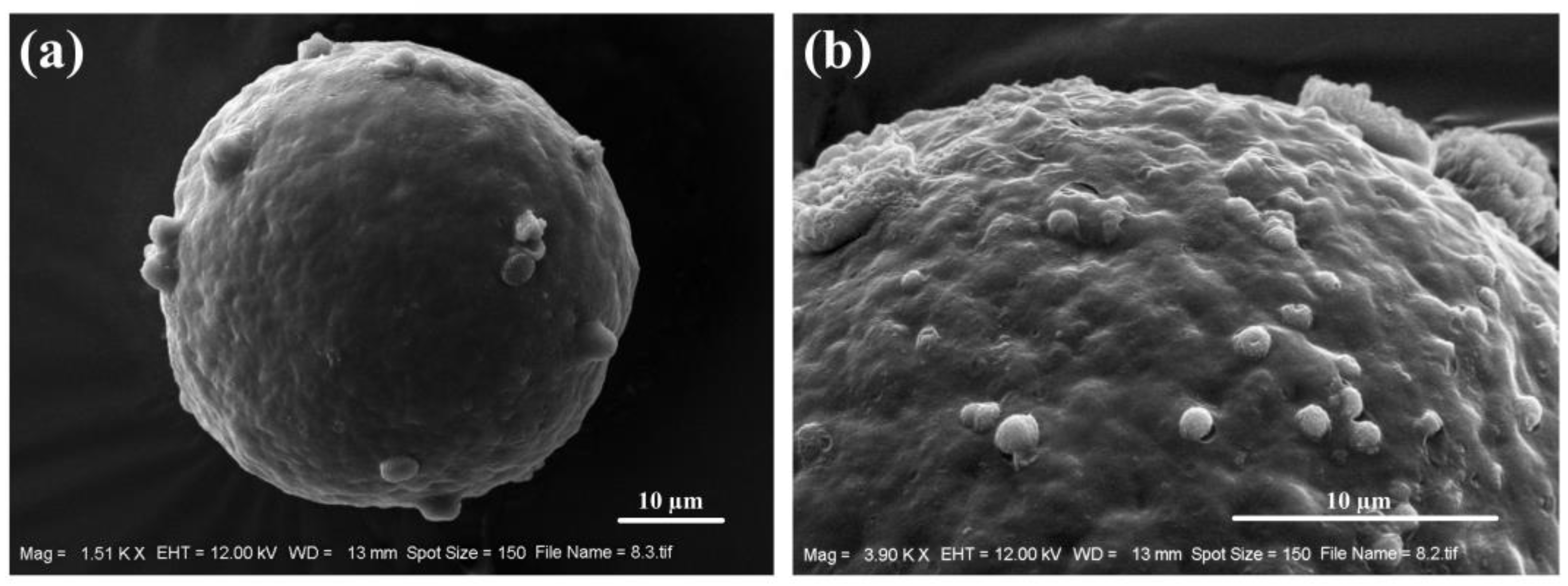 Horticulturae 10 00430 g005