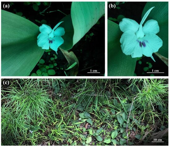 Horticulturae 10 00430 g006
