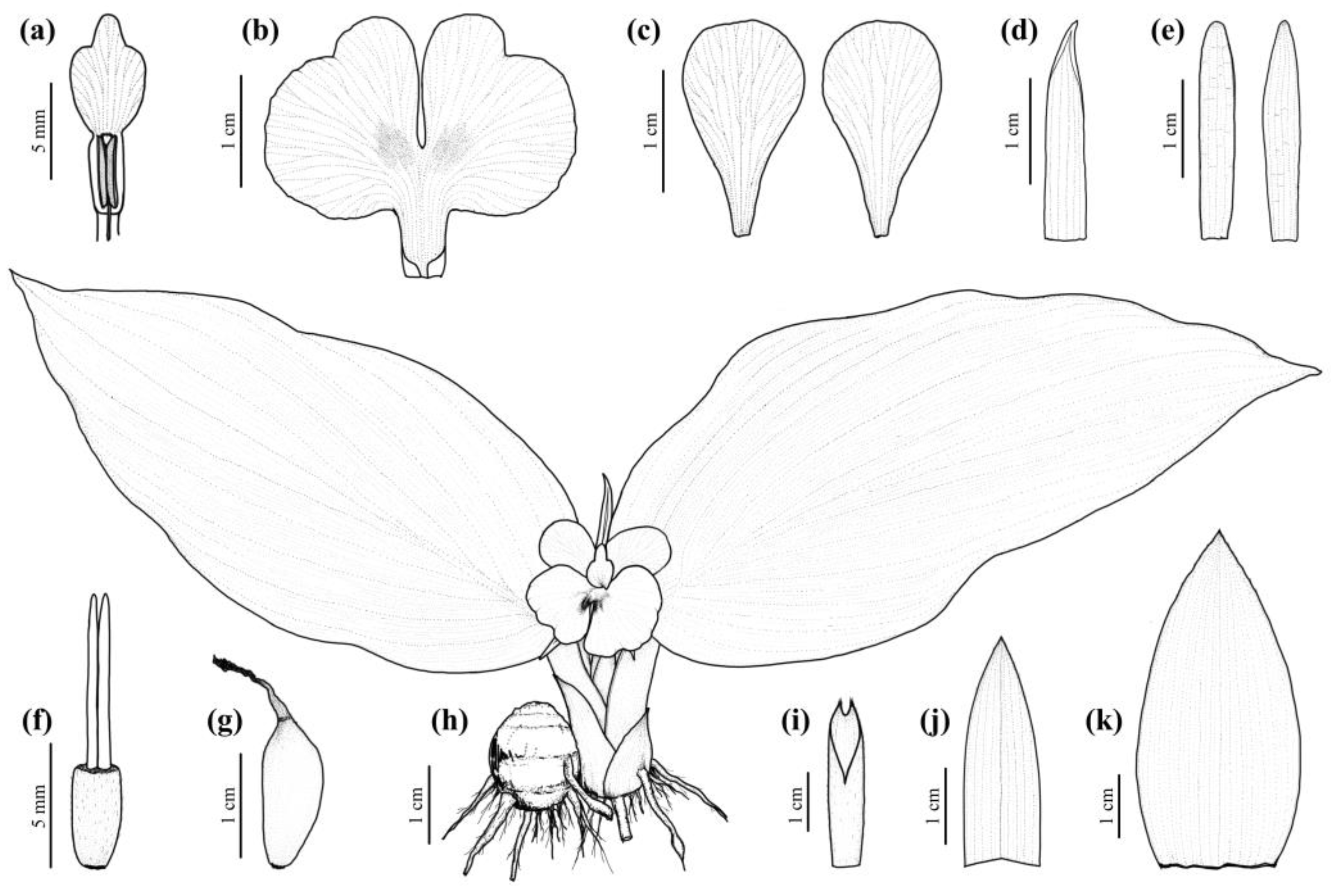Horticulturae 10 00430 g007