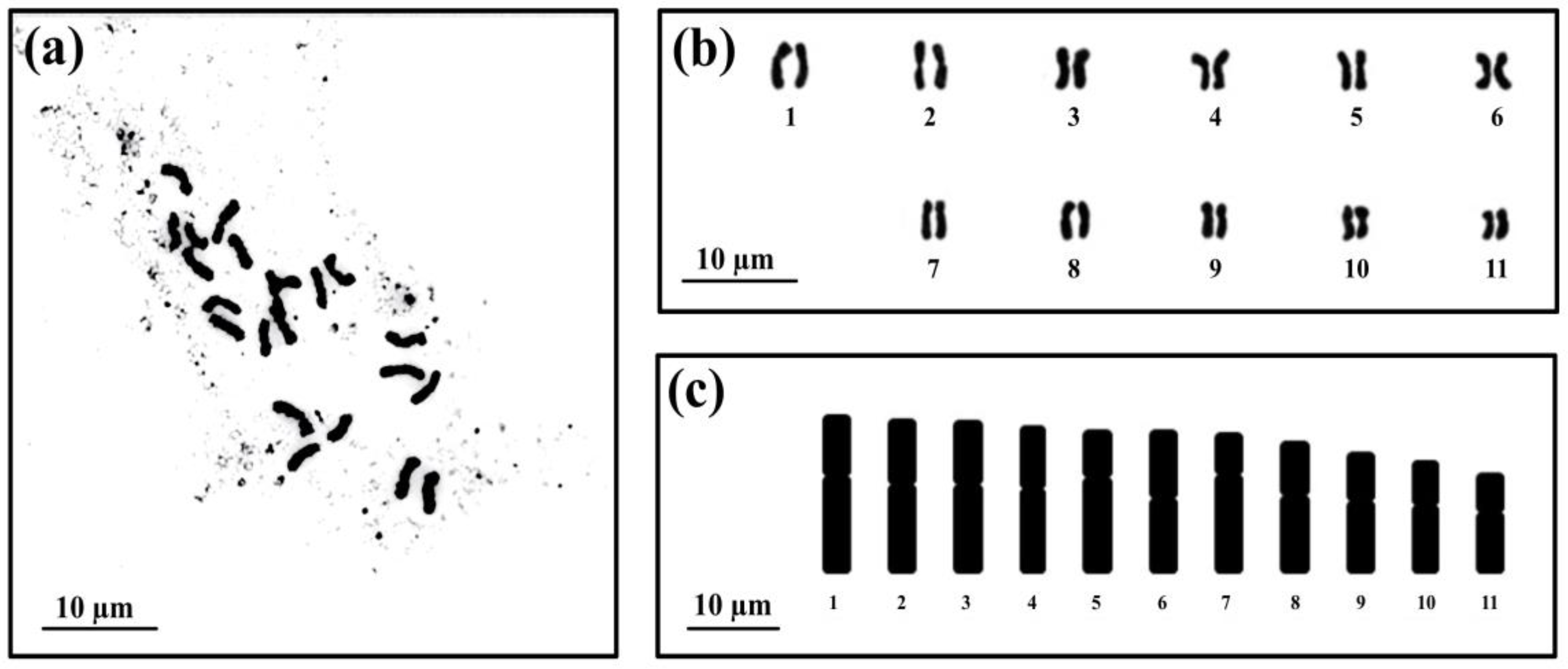 Horticulturae 10 00430 g008