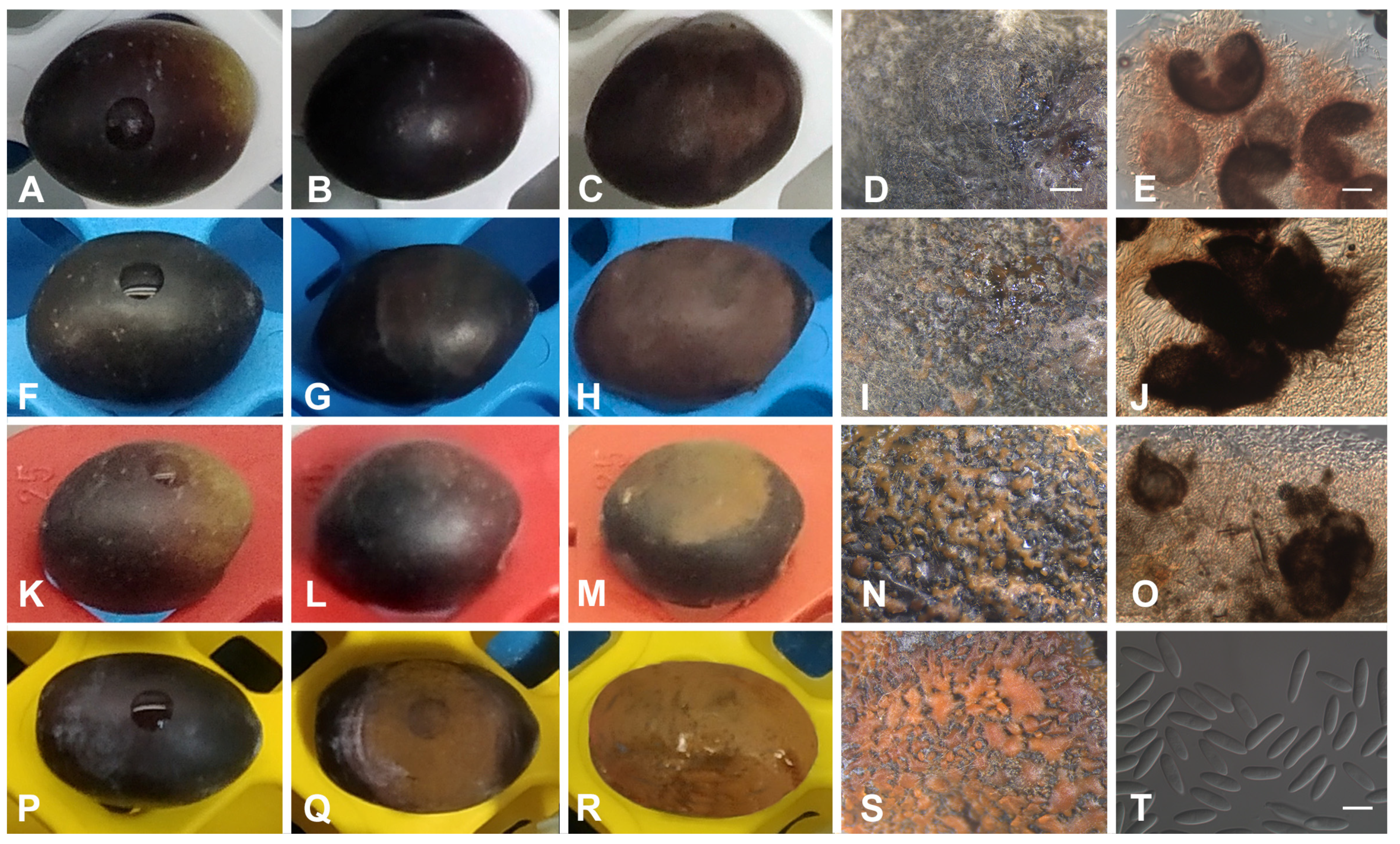 Horticulturae 10 00434 g011