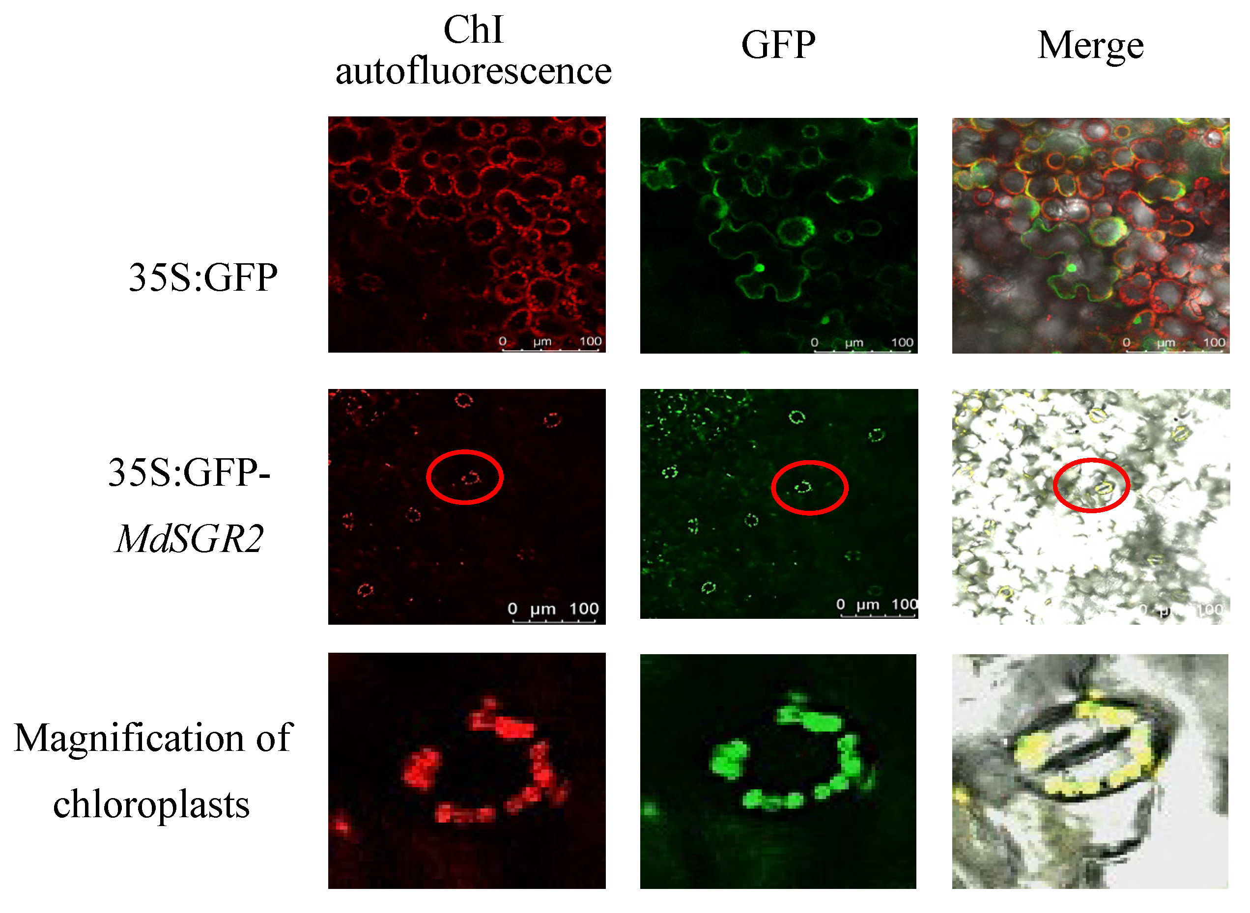 Horticulturae 10 00439 g004 Horticulturae 10 00439 g004