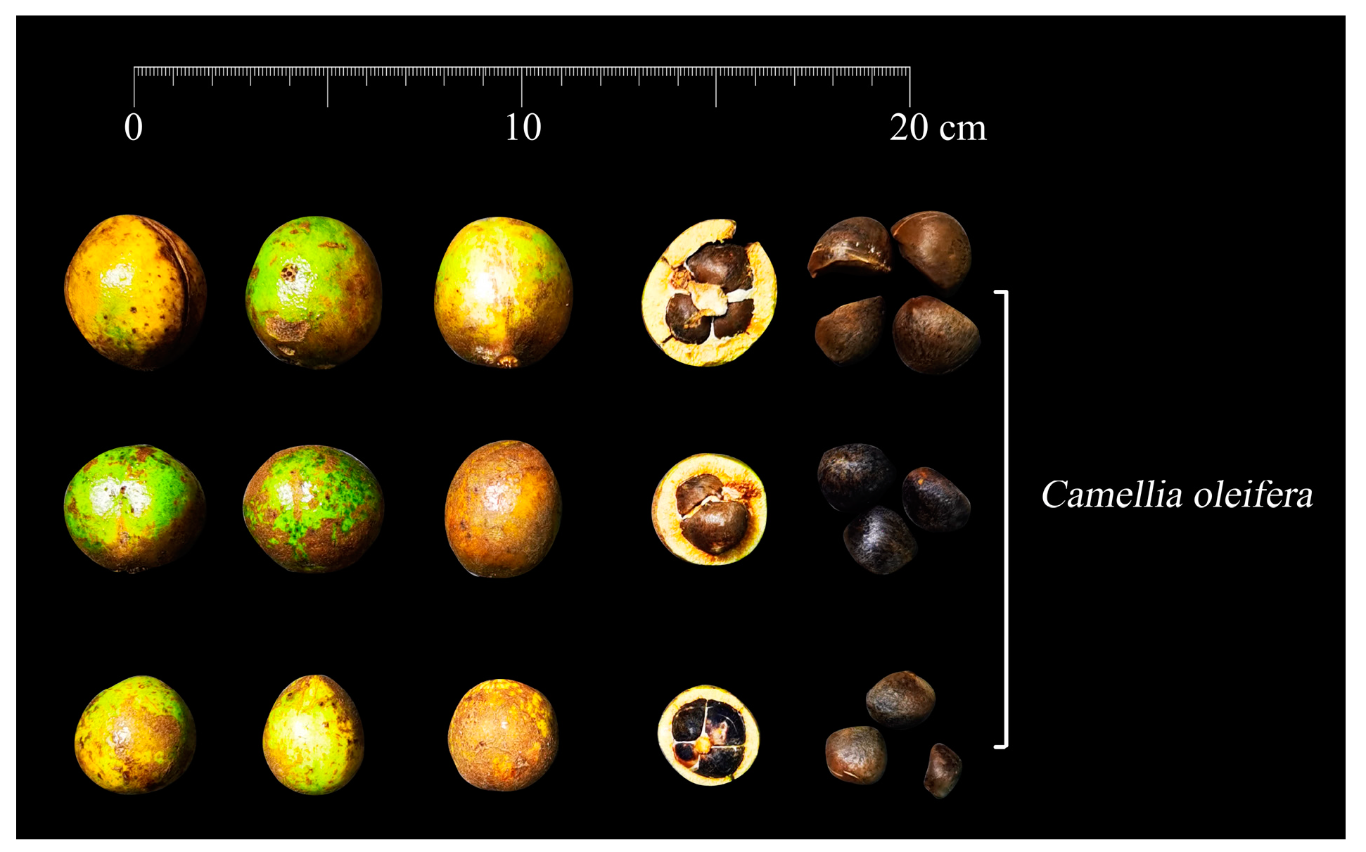 Horticulturae 10 00450 g001