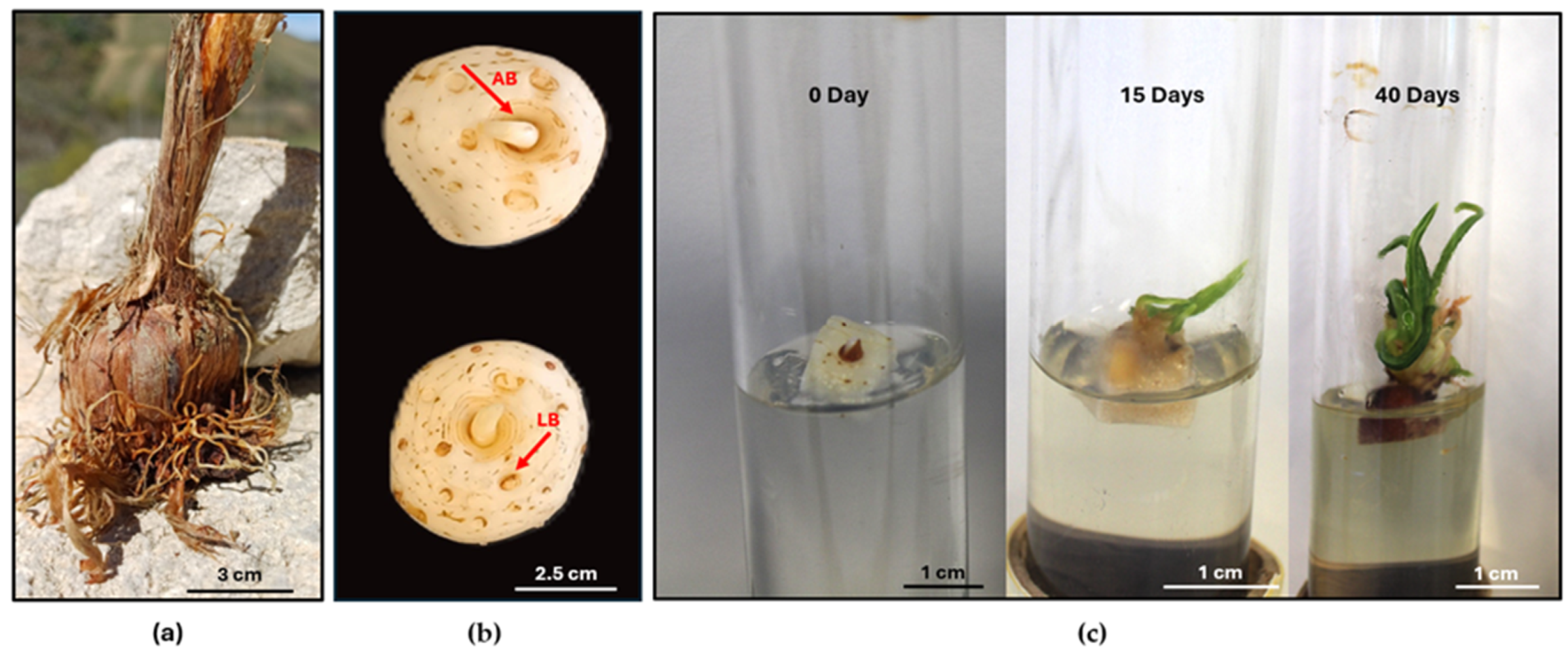 Horticulturae 10 00454 g001