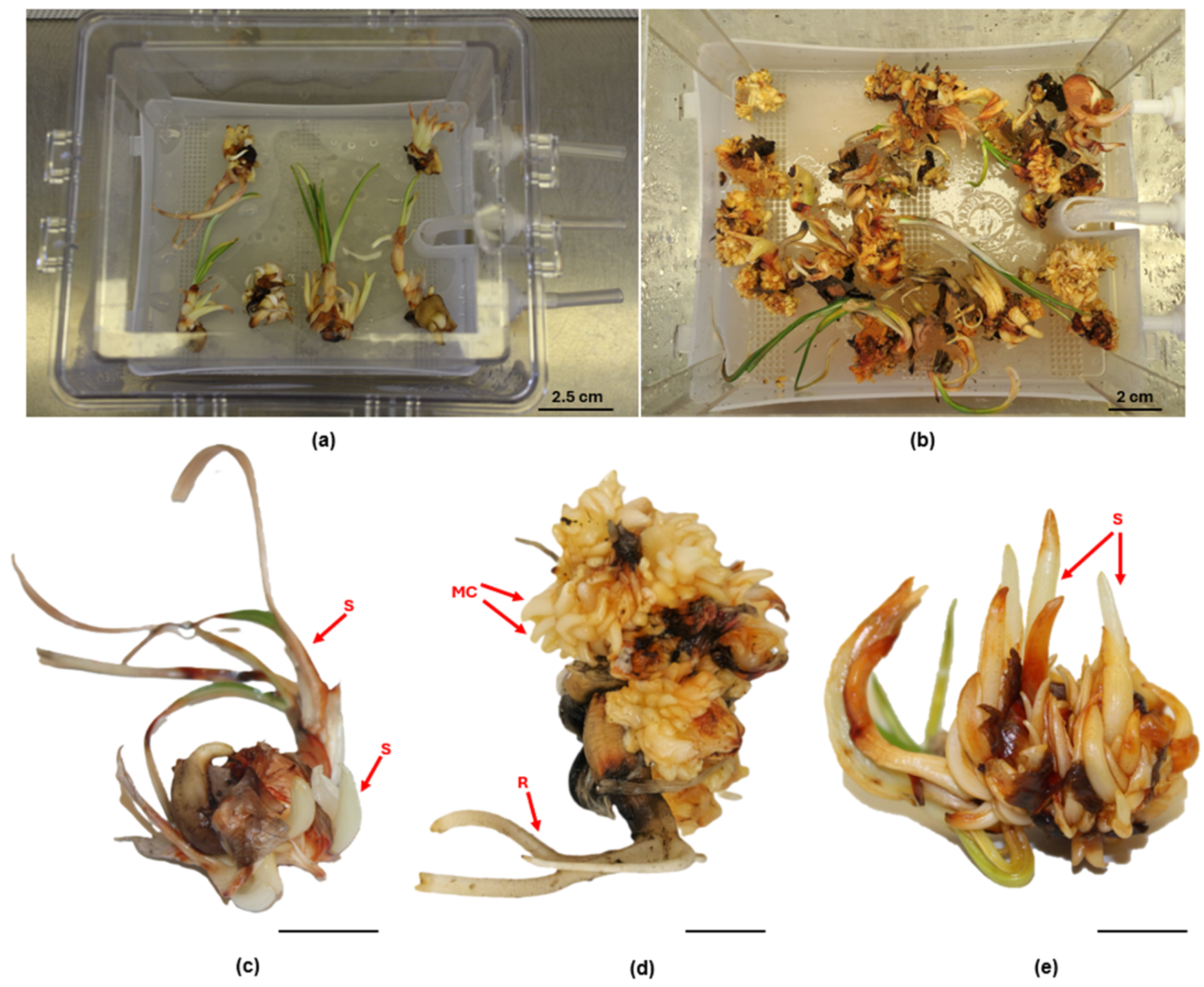 Horticulturae 10 00454 g003