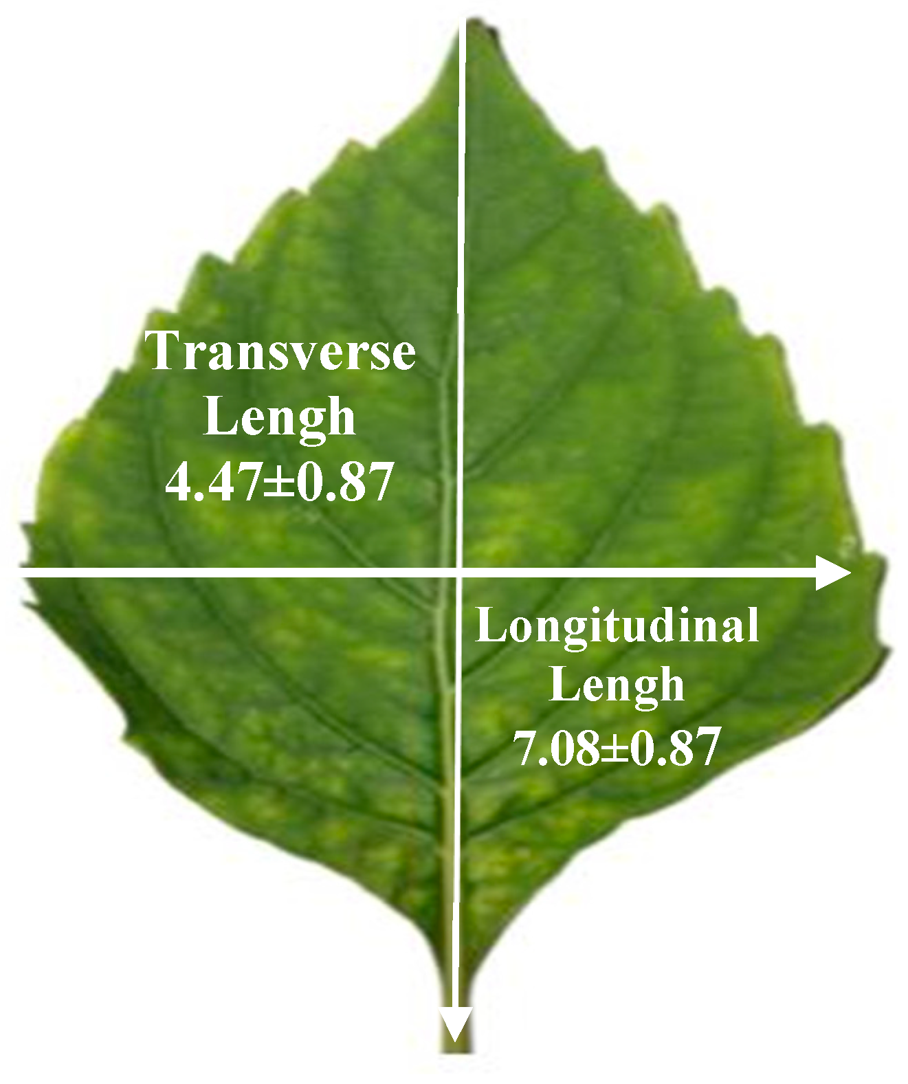Horticulturae 10 00457 g001