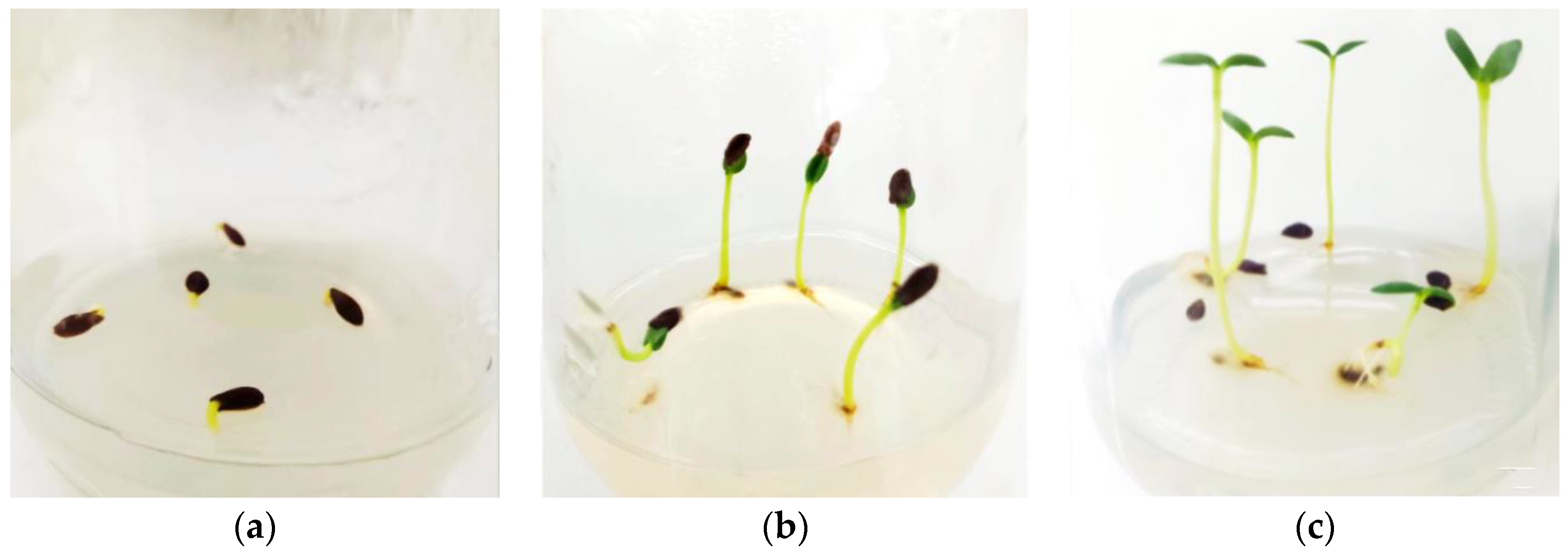 Horticulturae 10 00460 g001