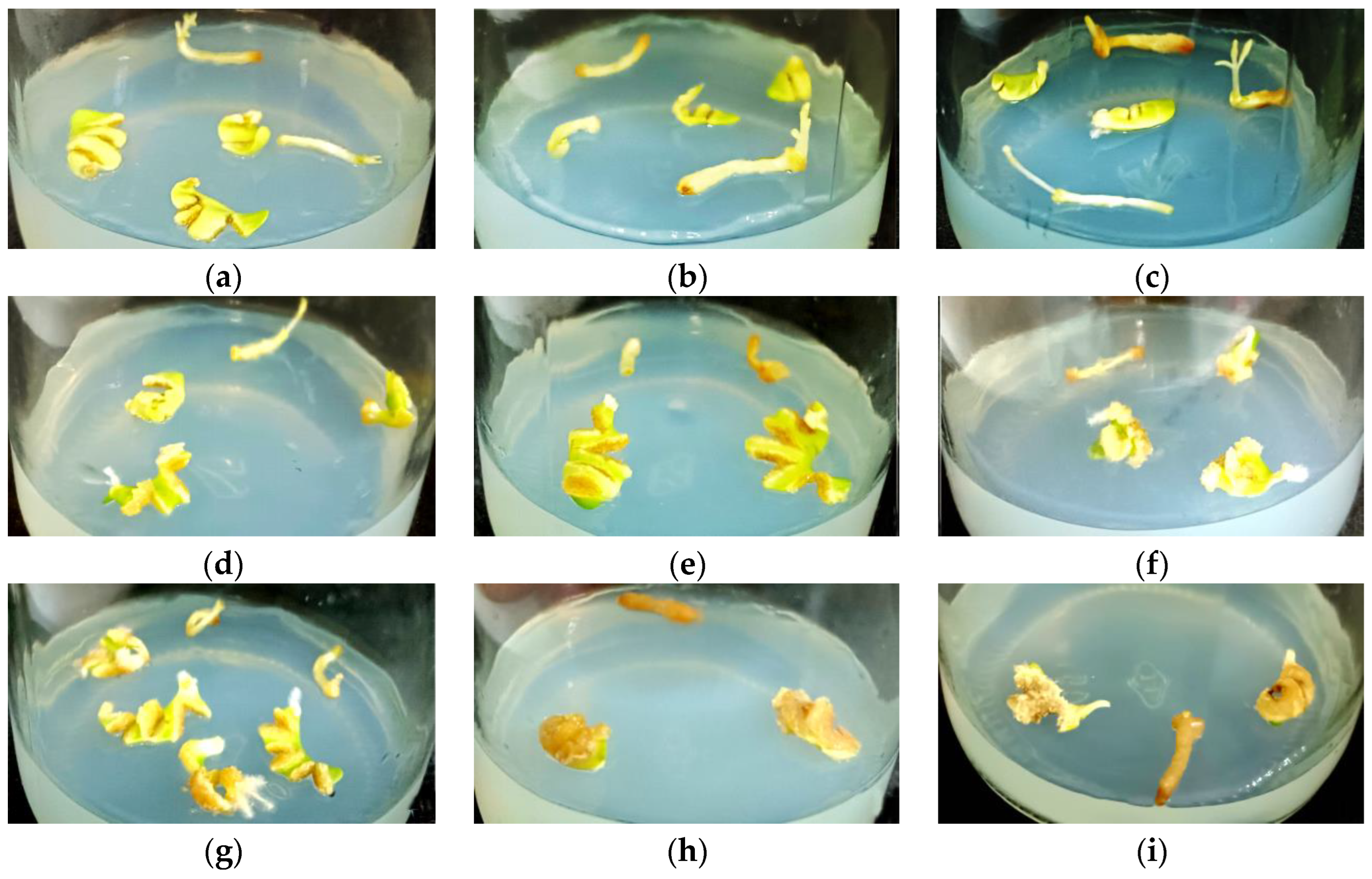 Horticulturae 10 00460 g002
