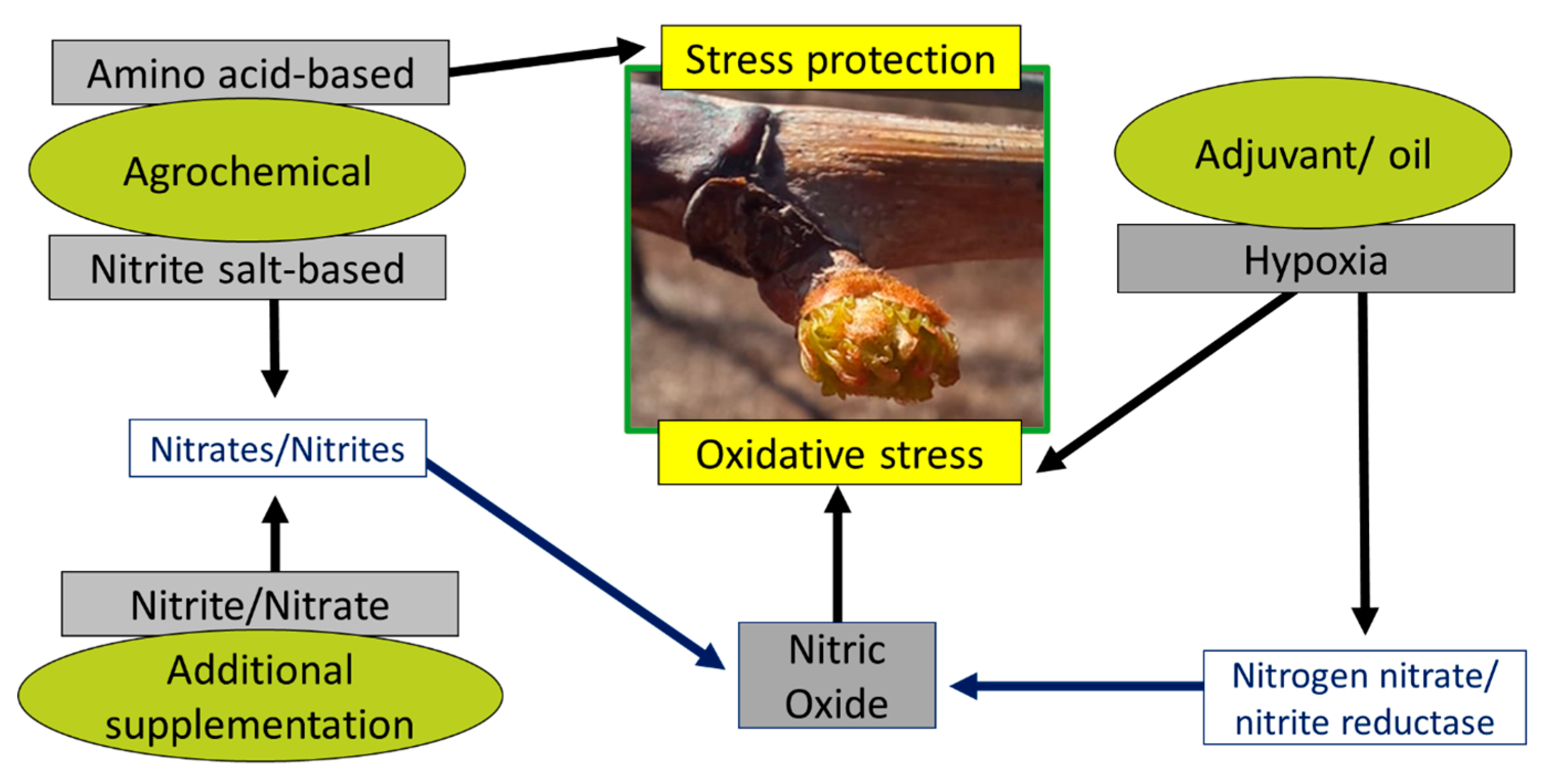 Horticulturae 10 00471 g006