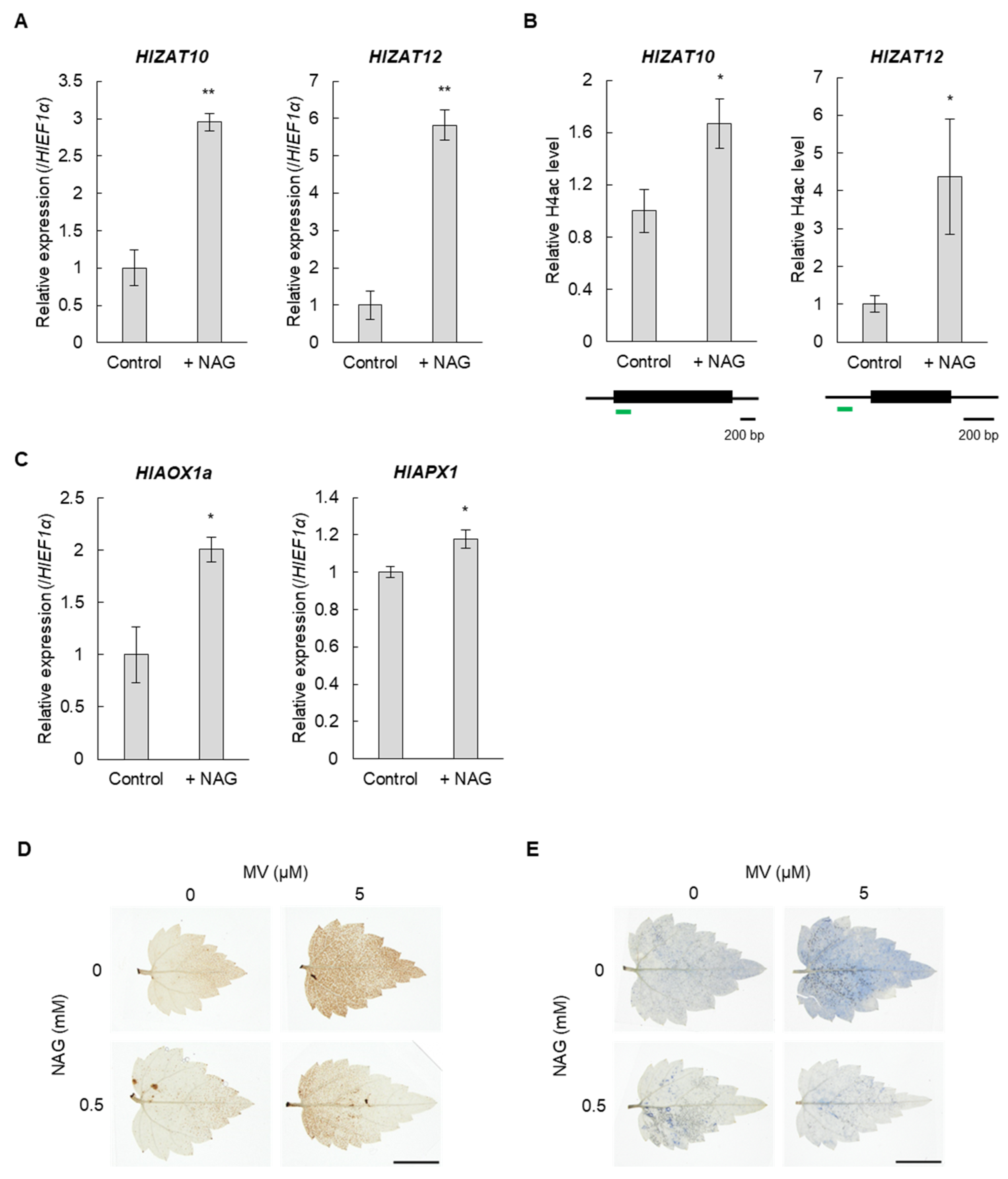 Horticulturae 10 00484 g002