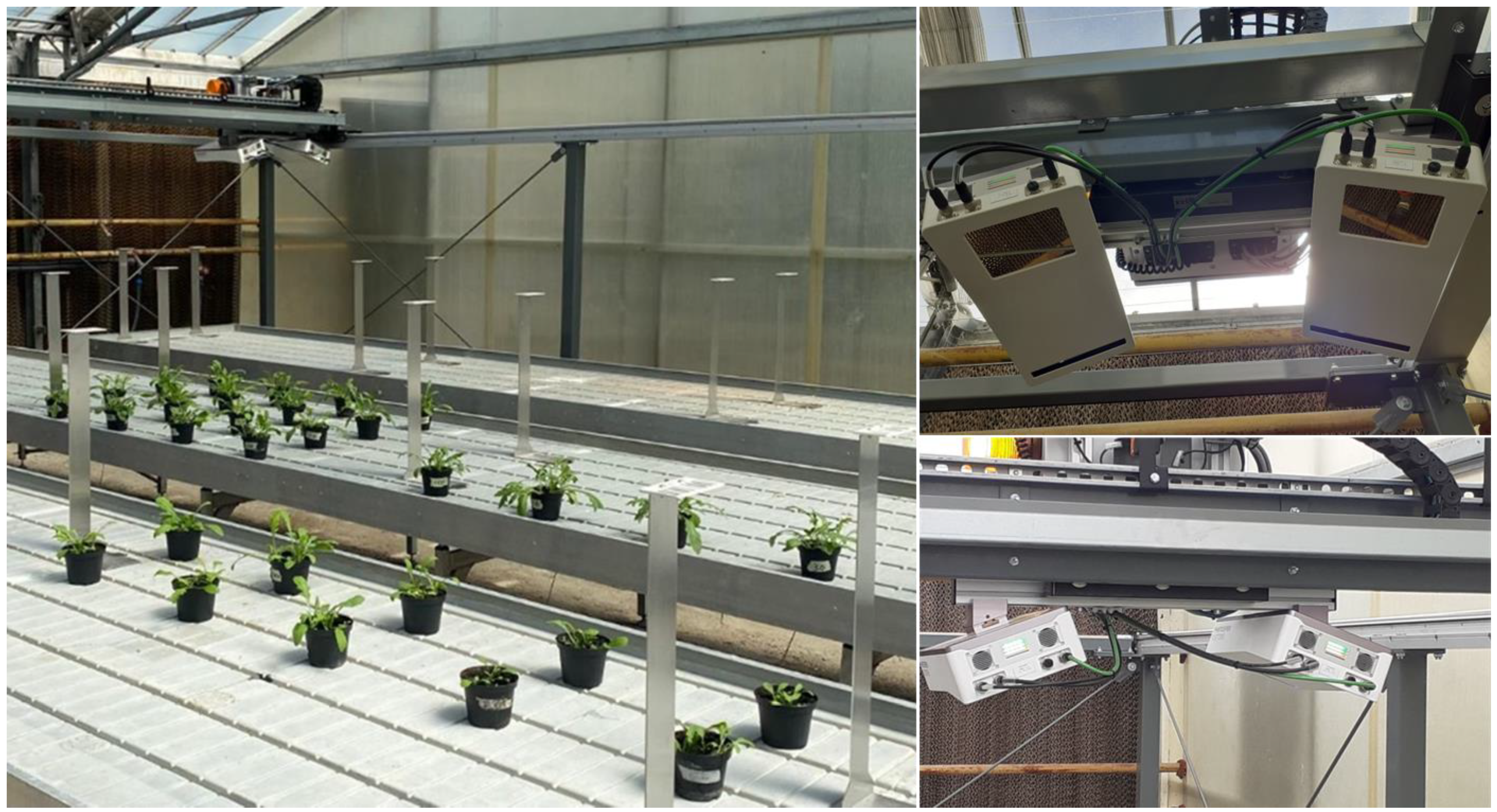 Horticulturae 10 00496 g001